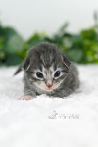 chaton norvégien CALADAN