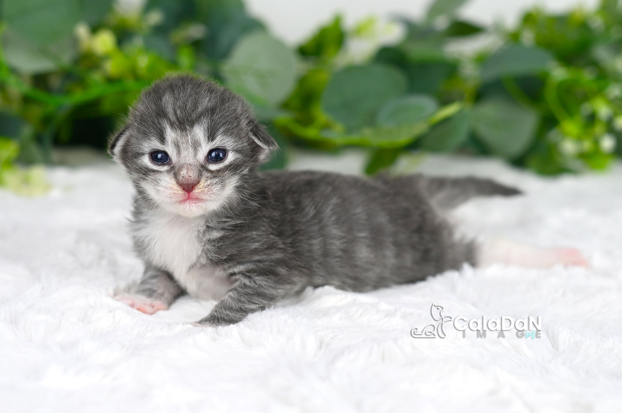 chaton norvégien CALADAN