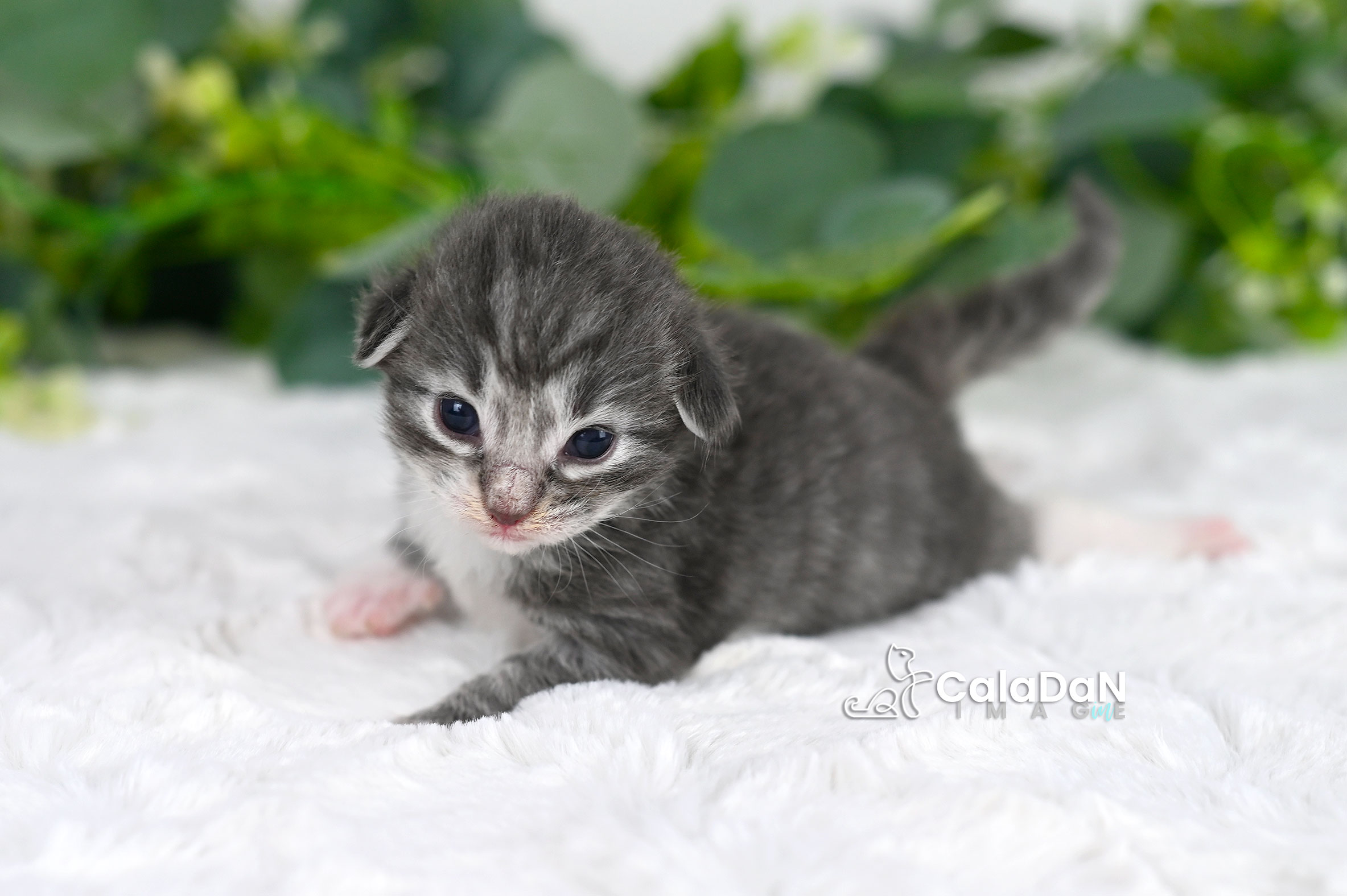 chaton norvégien CALADAN
