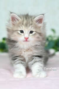 Chaton norvégien ambre CalaDaN