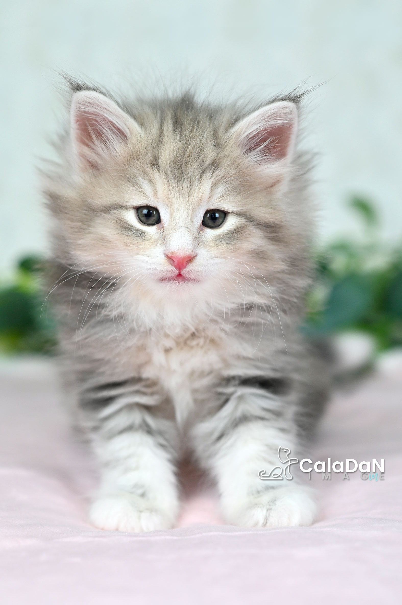 Chaton norvégien ambre CalaDaN