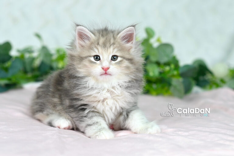 chaton norvégien CALADAN