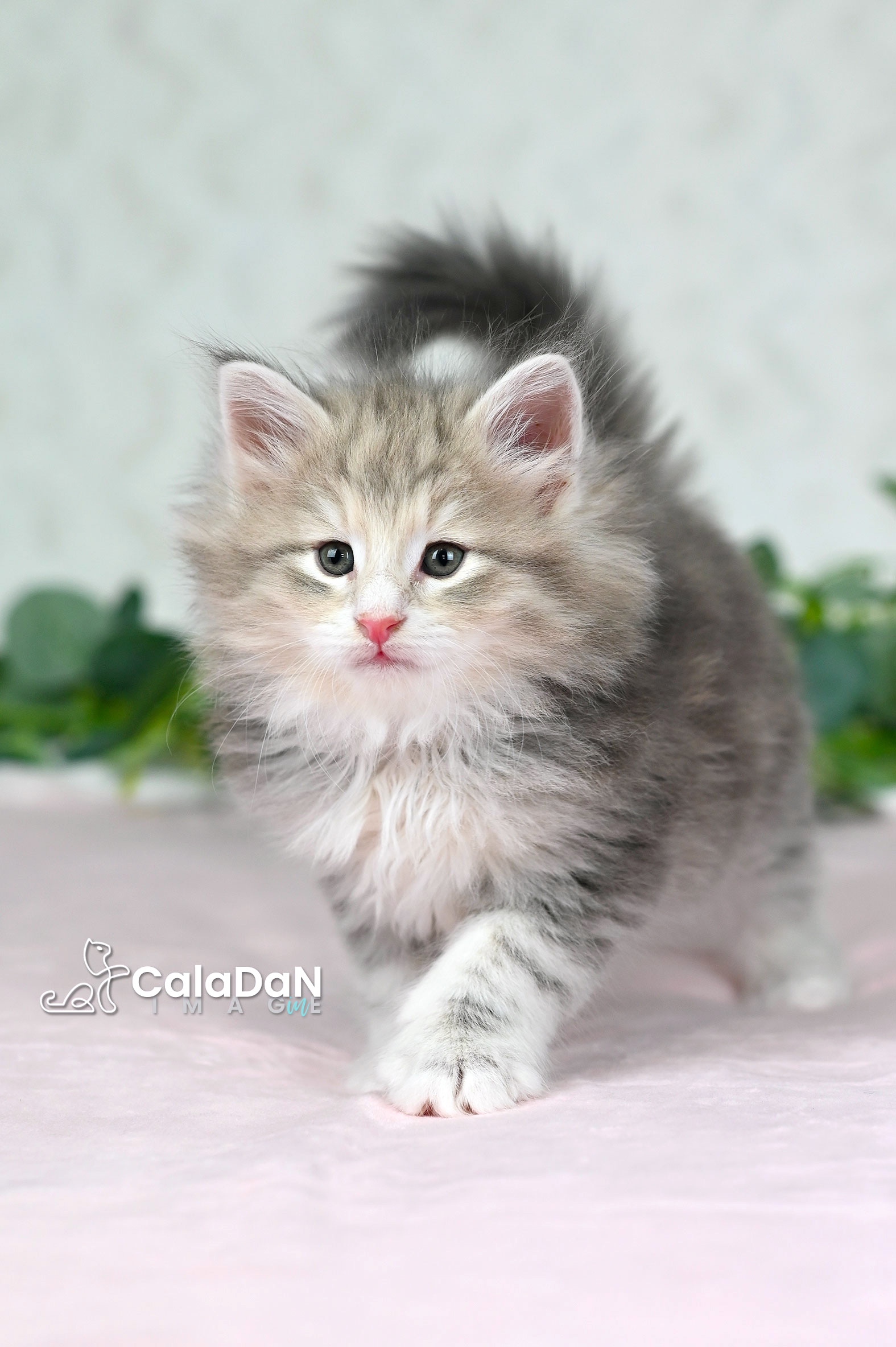 Chaton norvégien ambre CalaDaN