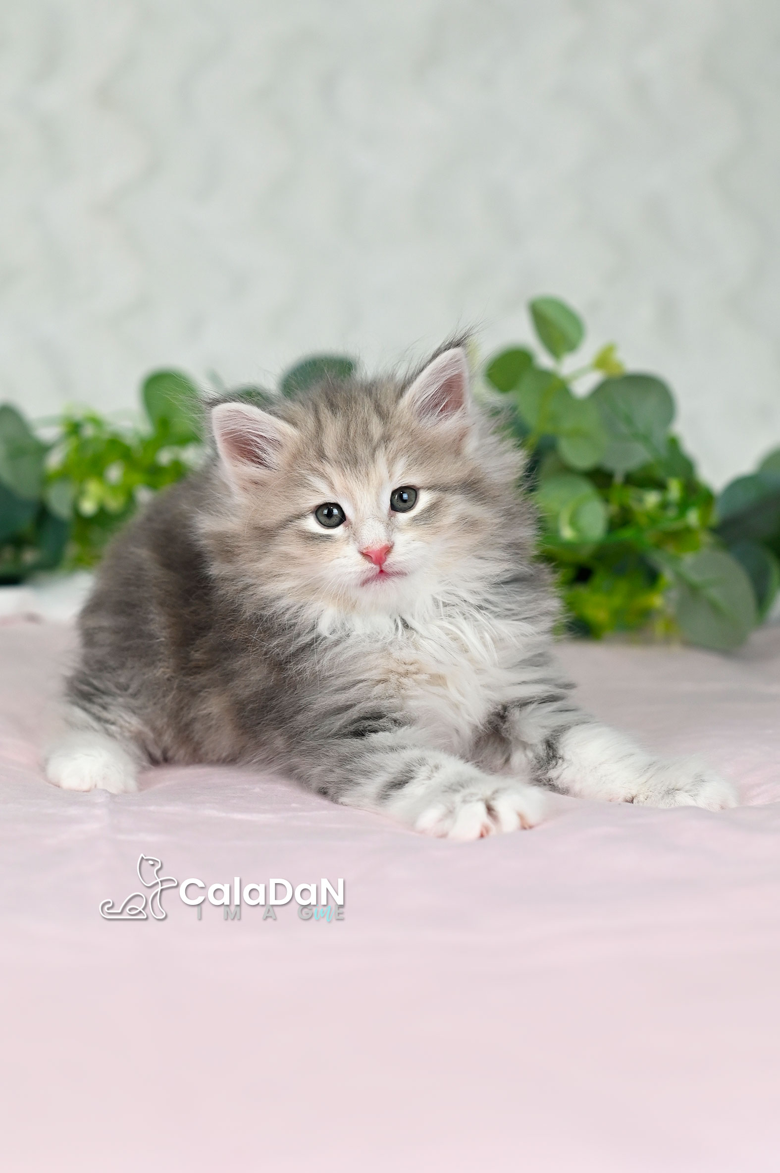 Chaton norvégien ambre CalaDaN