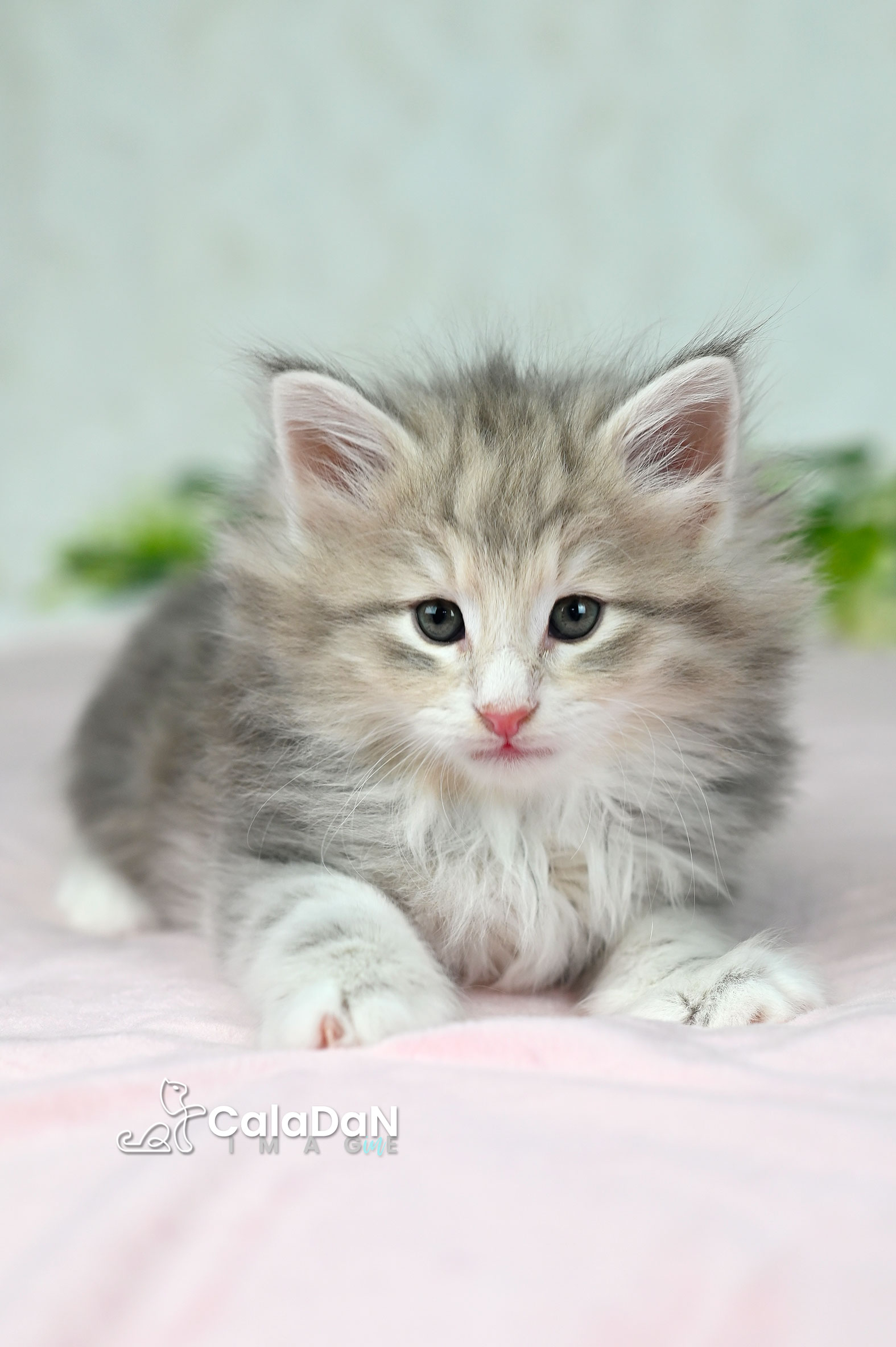 Chaton norvégien ambre CalaDaN
