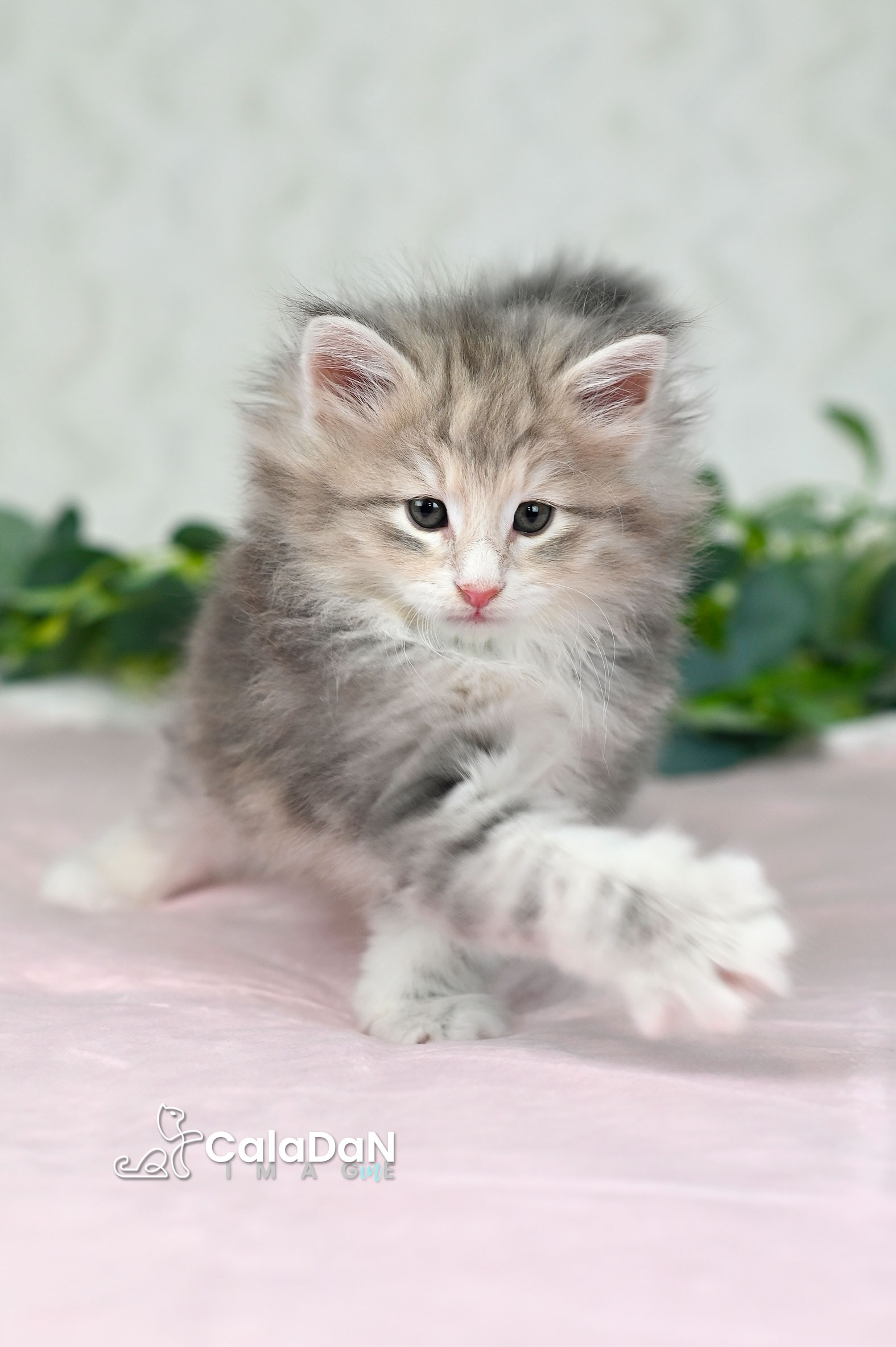 Chaton norvégien ambre CalaDaN