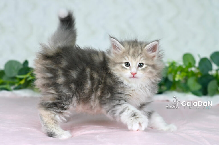 chaton norvégien CALADAN