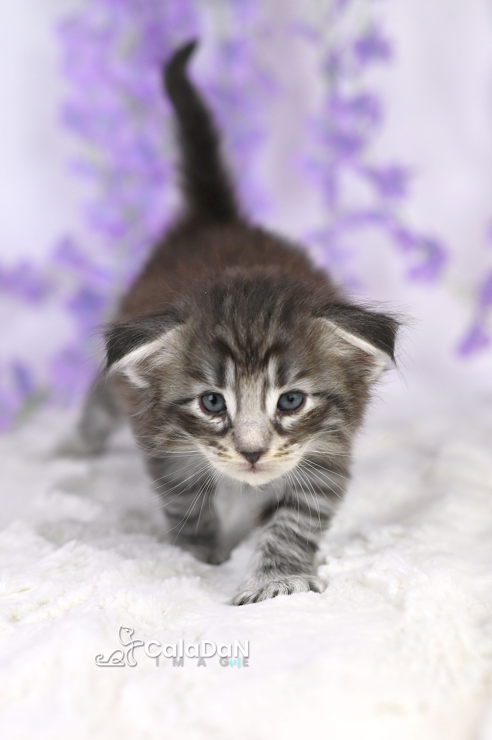 chaton norvégien CalaDaN