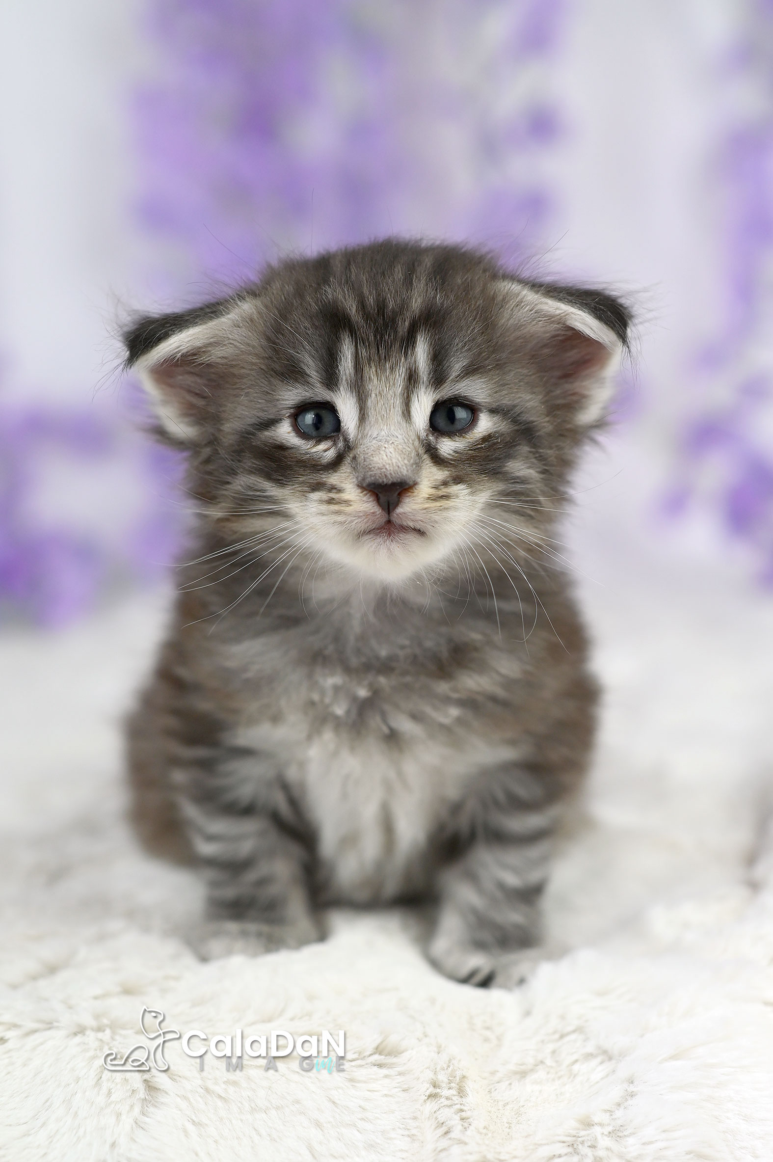chaton norvégien CalaDaN