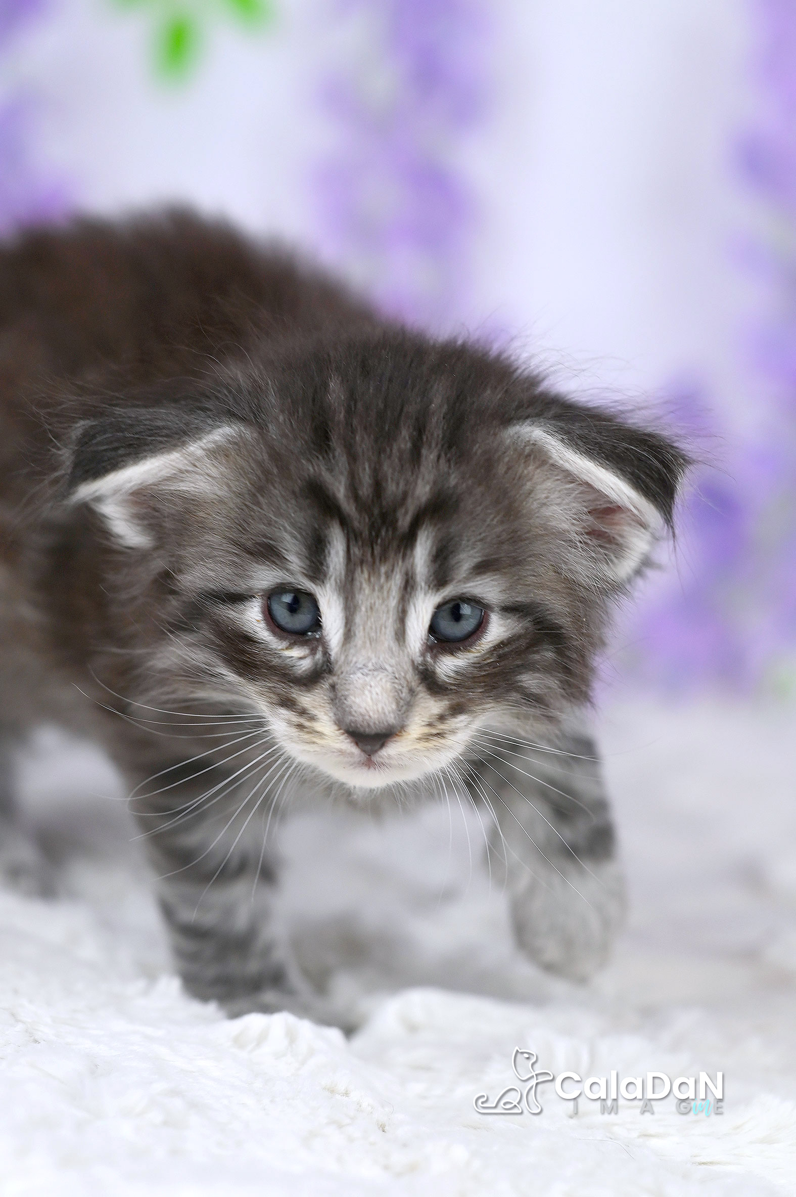 chaton norvégien CalaDaN