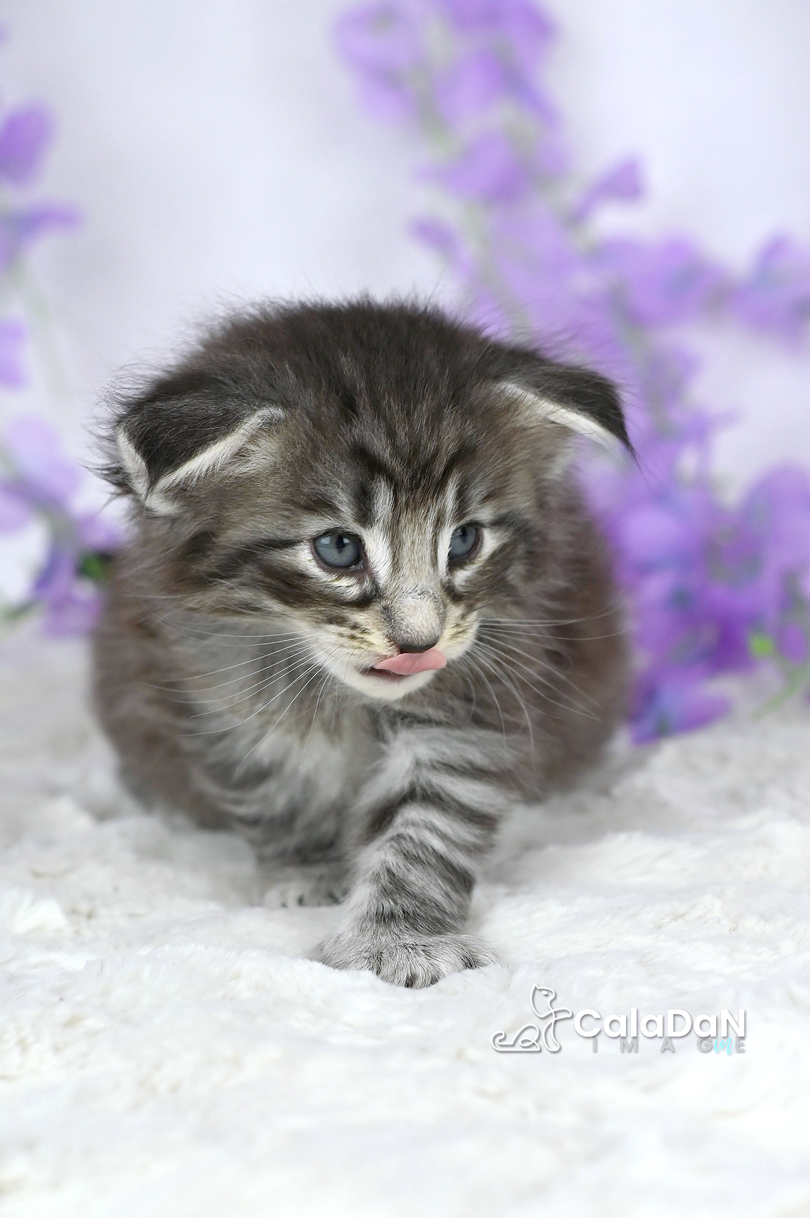 chaton norvégien CalaDaN