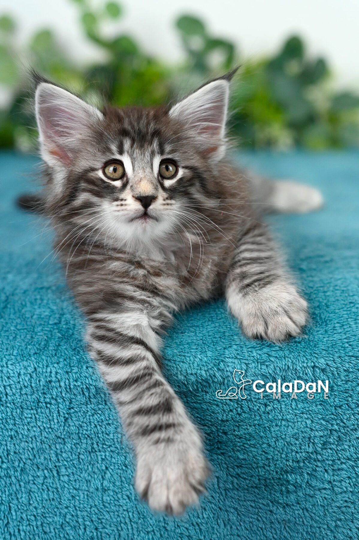 chaton norvégien caladan