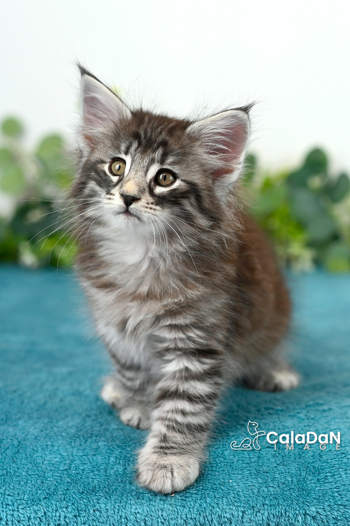 chaton norvégien caladan