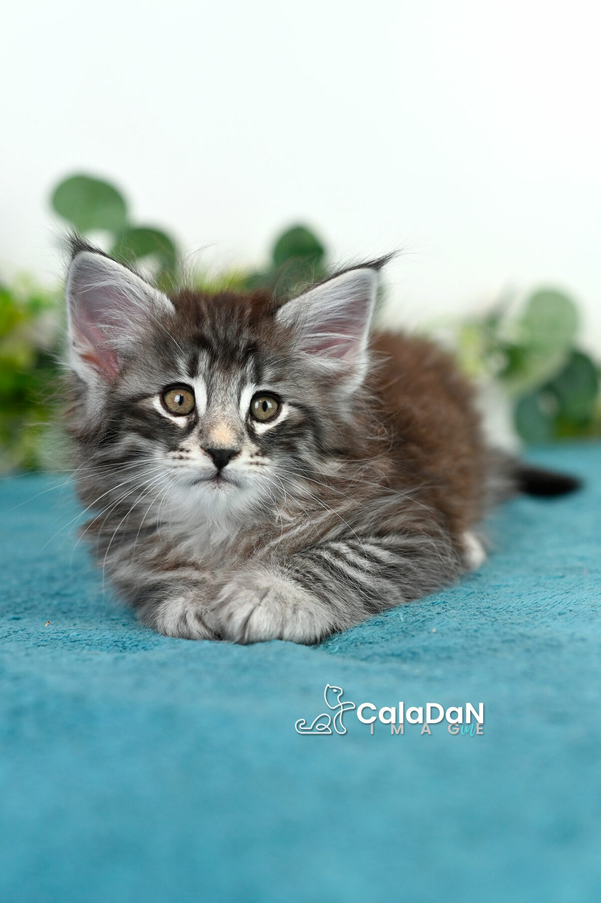 chaton norvégien caladan