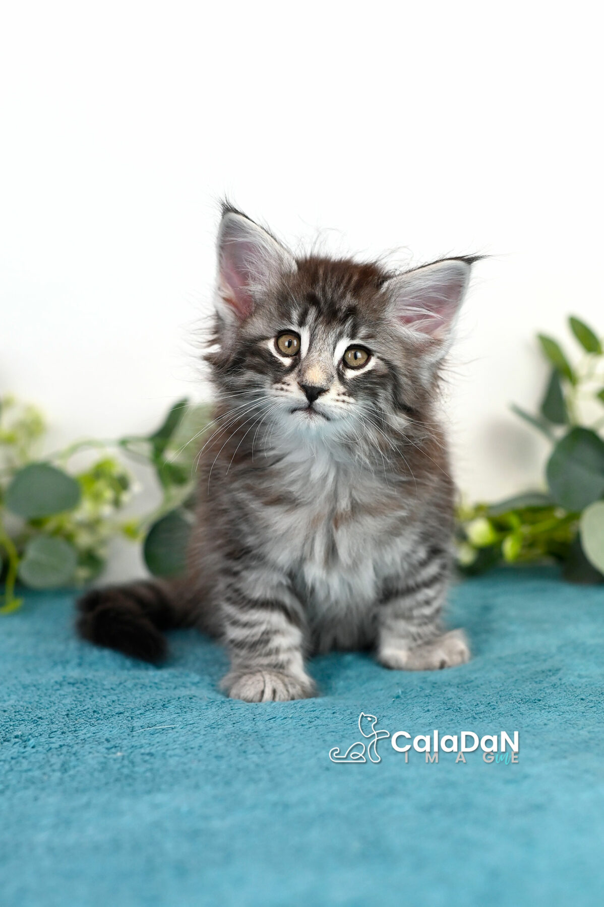 chaton norvégien caladan