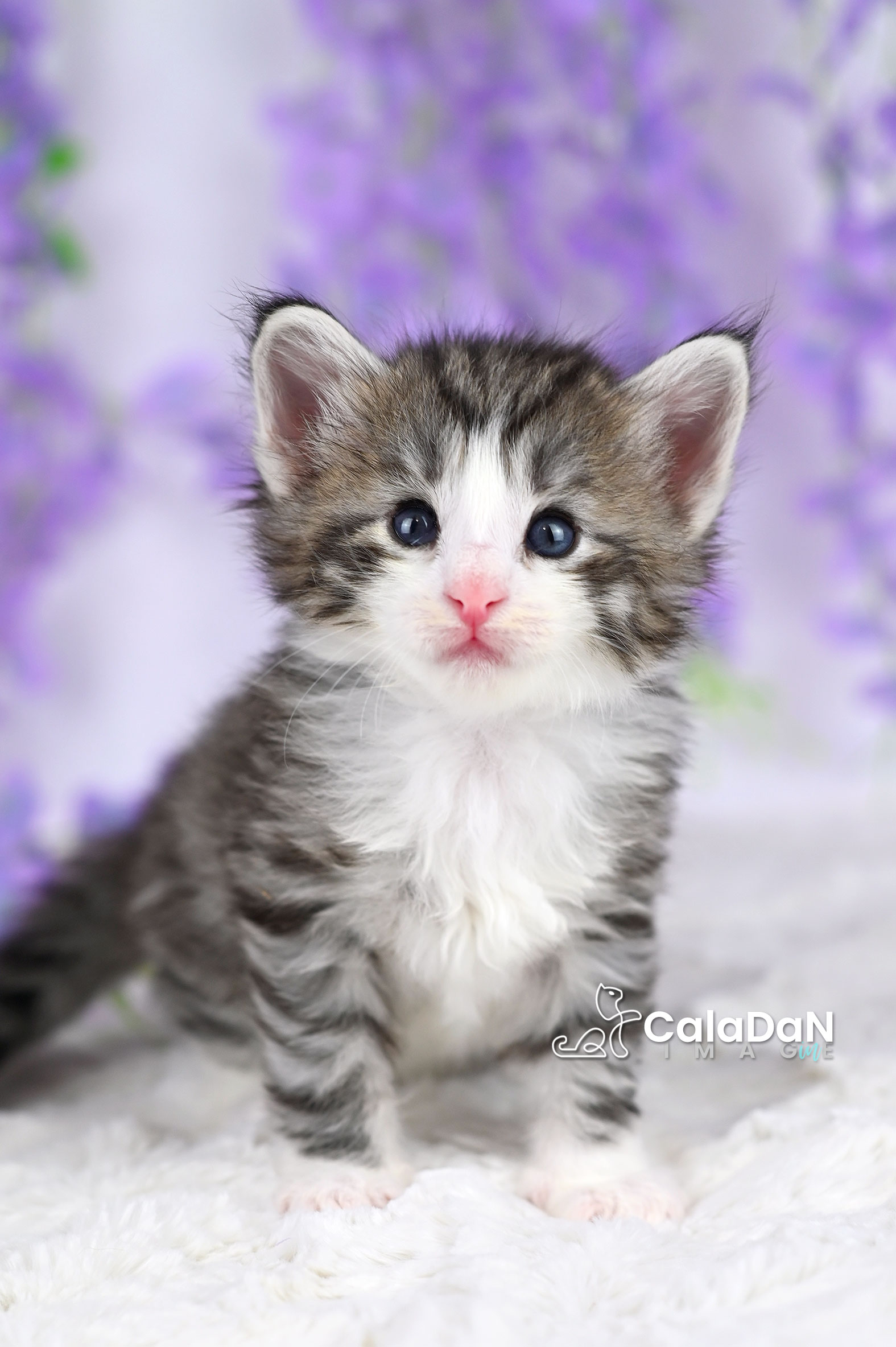 chaton norvégien caladan