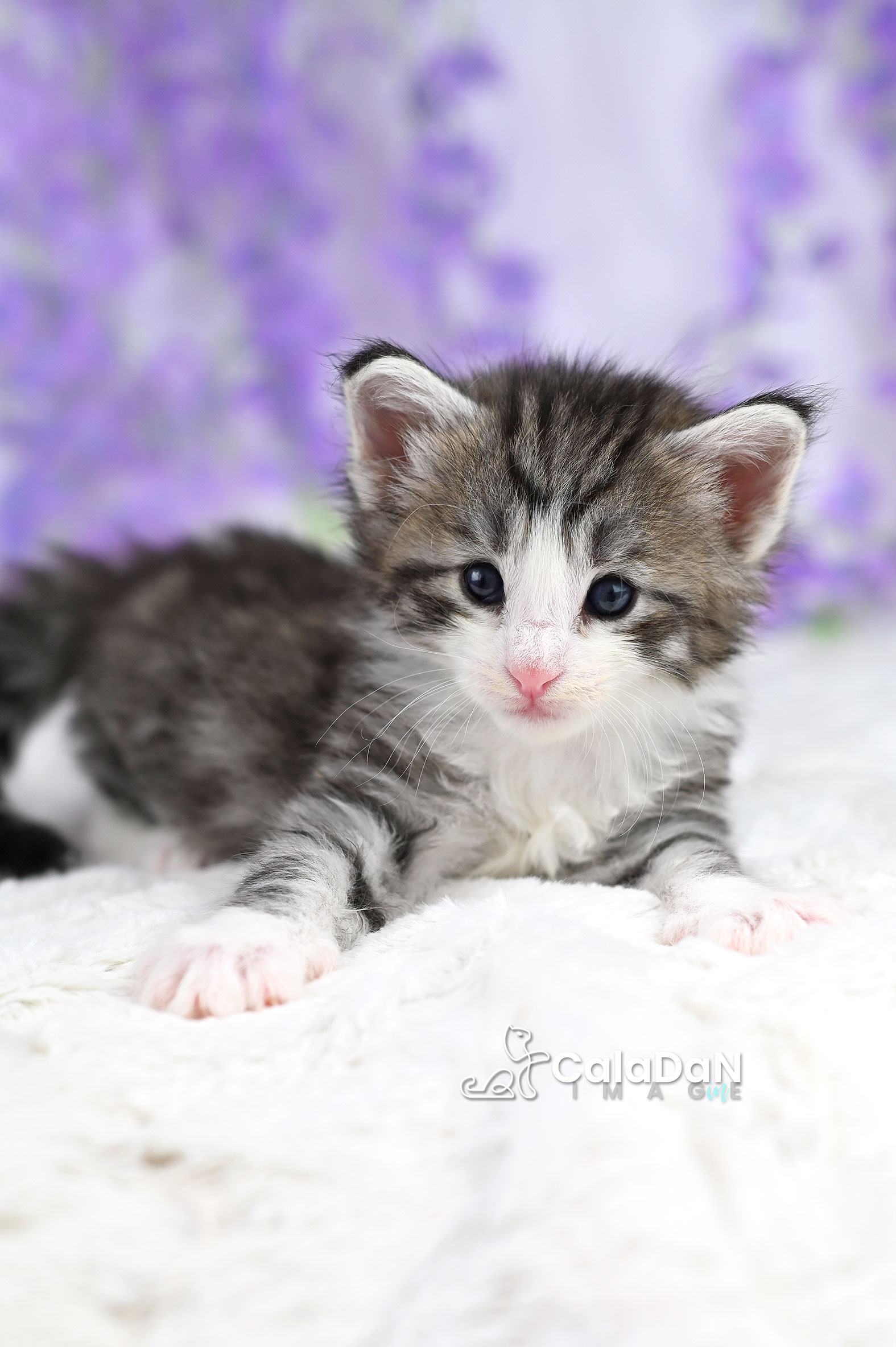 chaton norvégien caladan