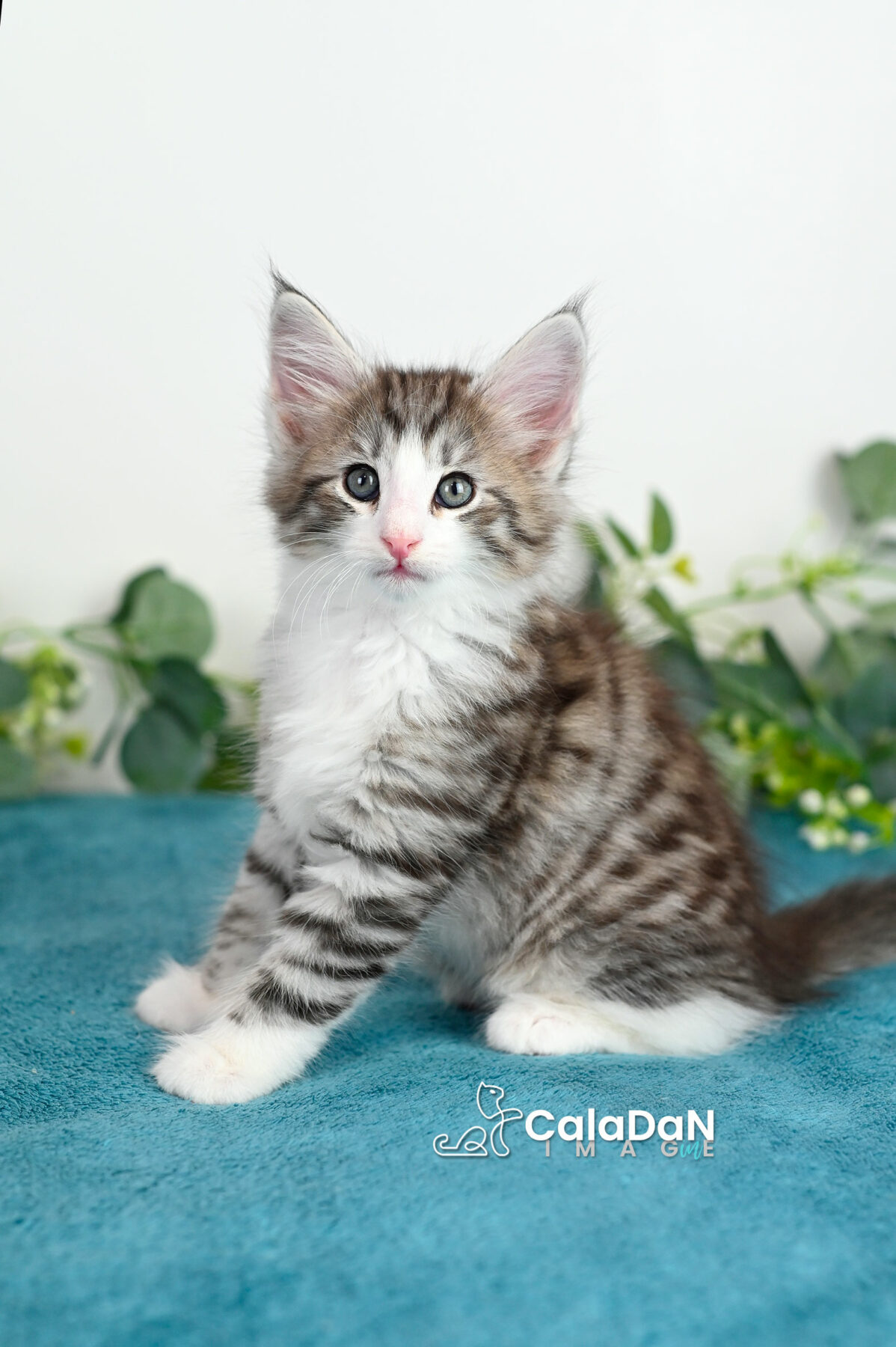 chaton norvégien caladan