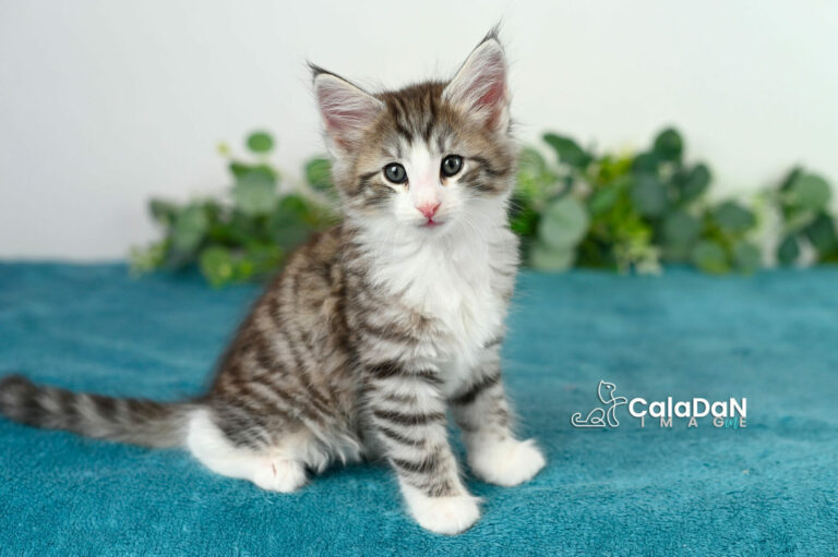 Home chatons norvégien calaDaN