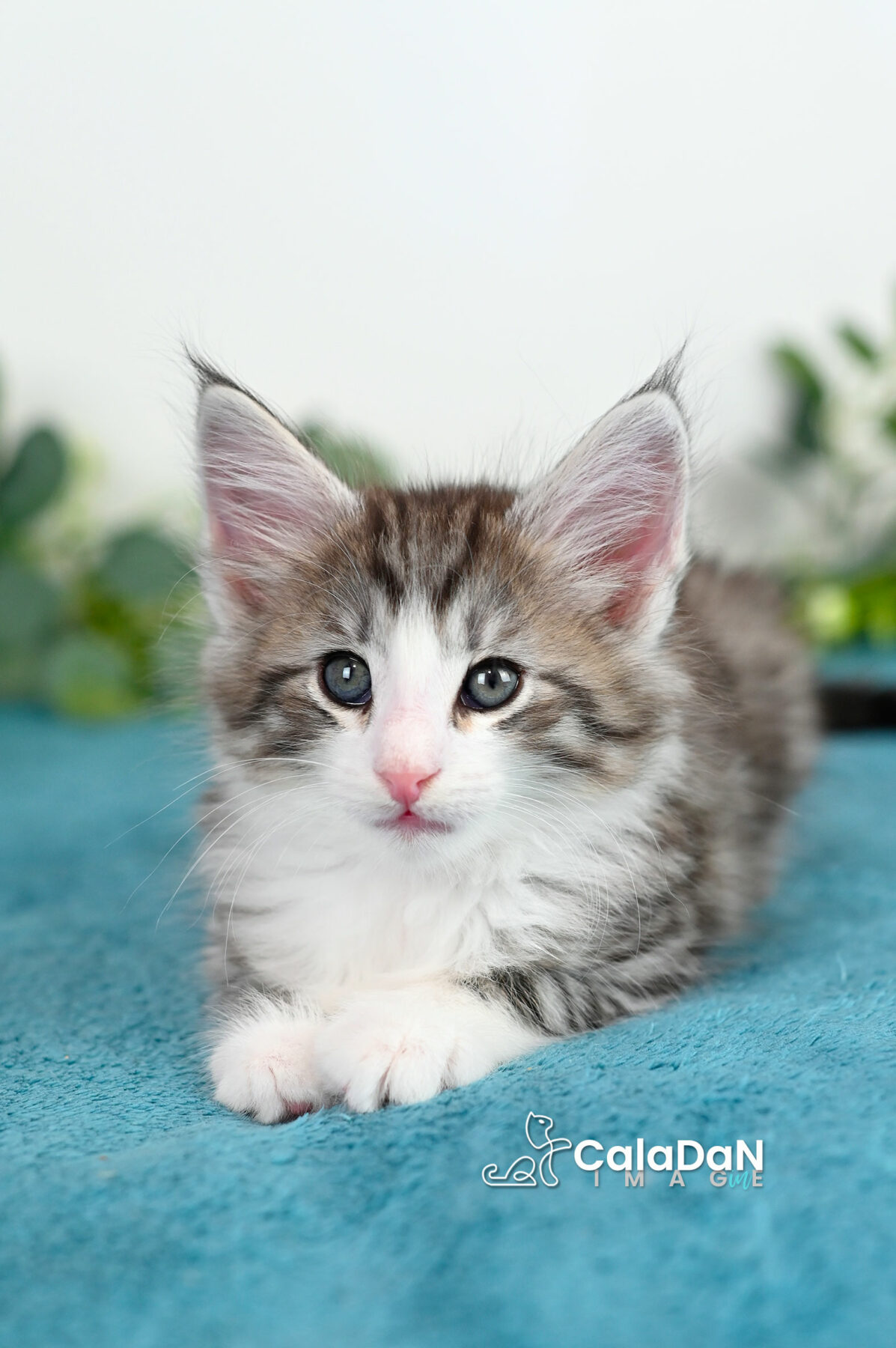 chaton norvégien caladan