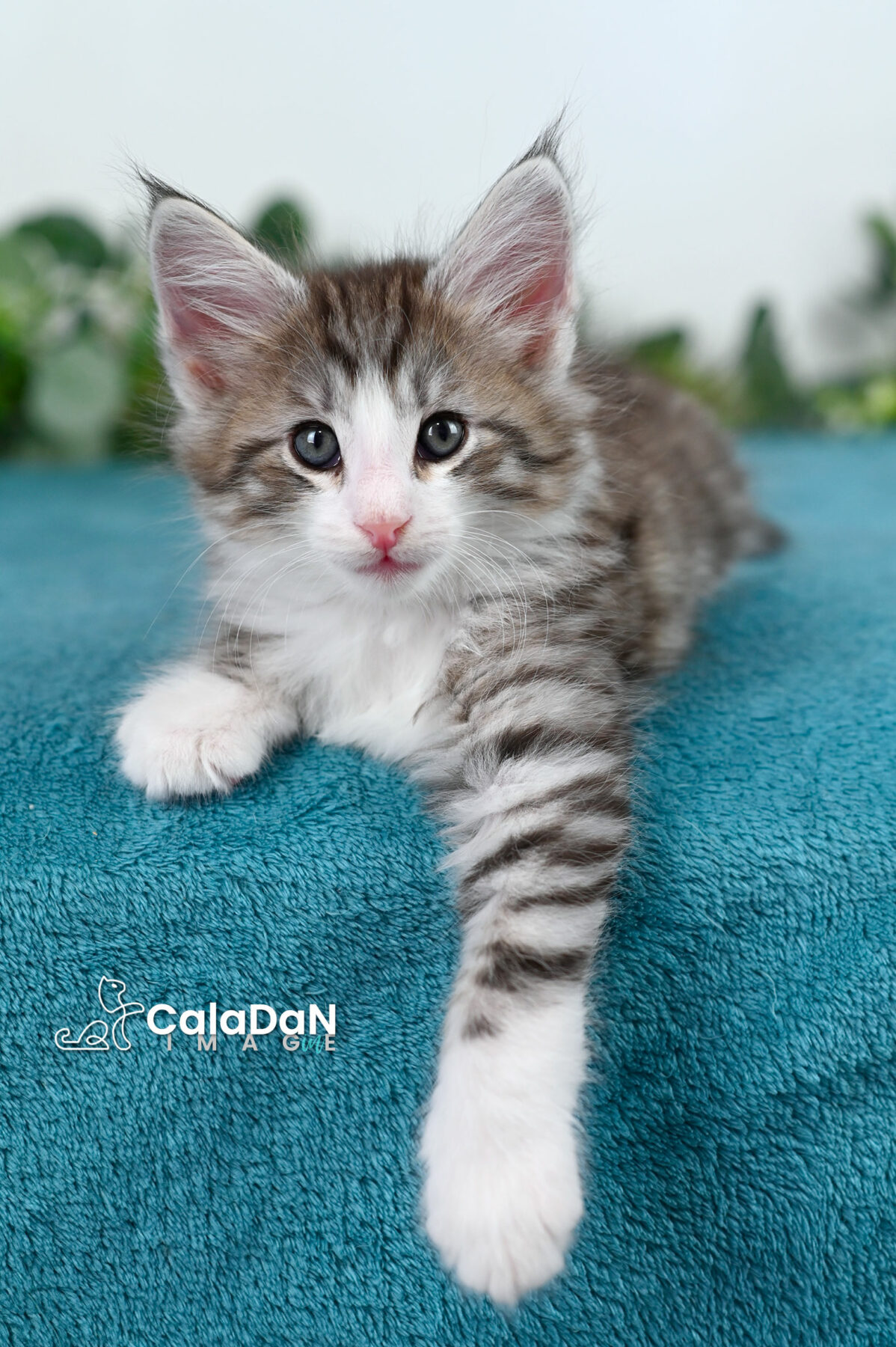 chaton norvégien caladan