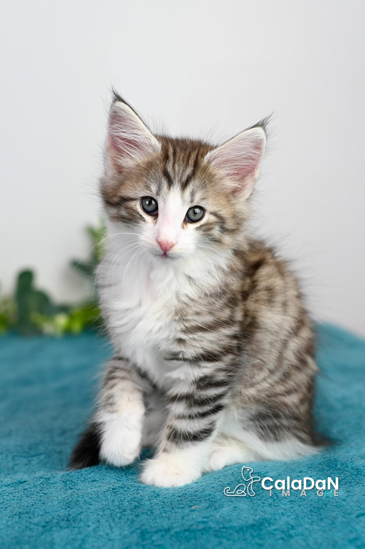 chaton norvégien caladan