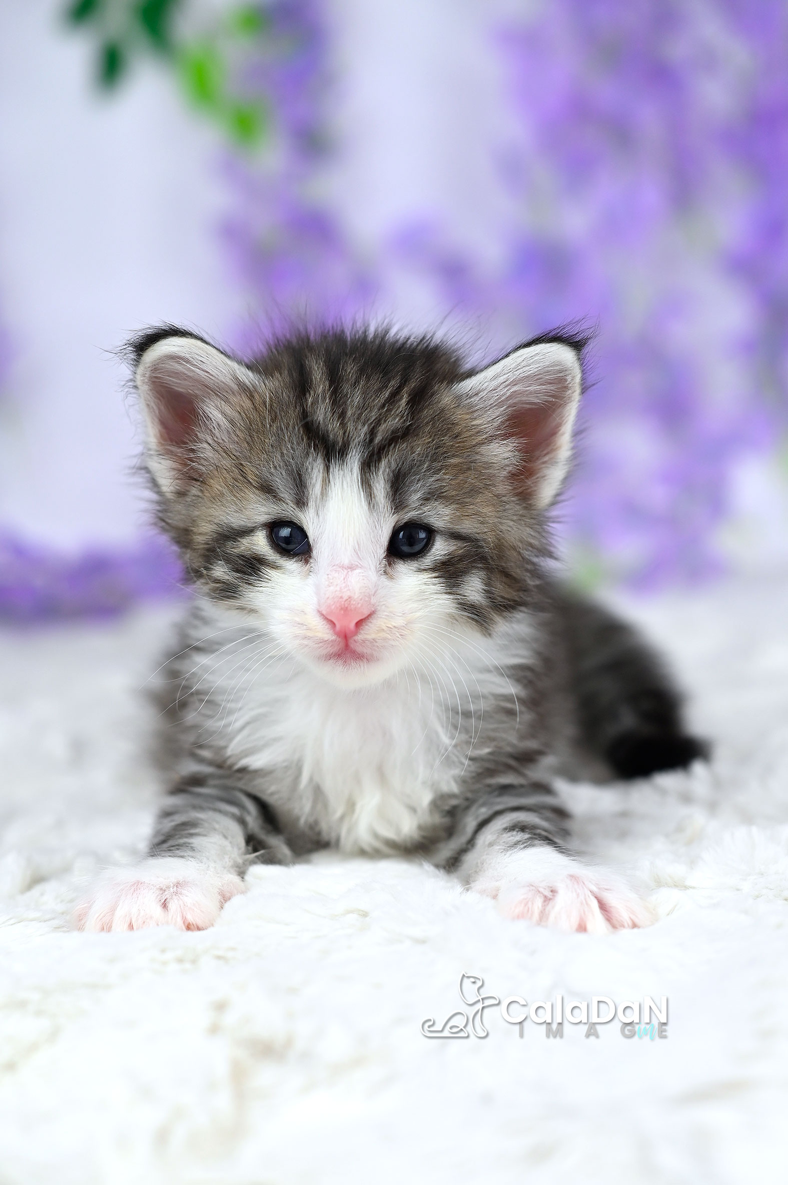chaton norvégien caladan