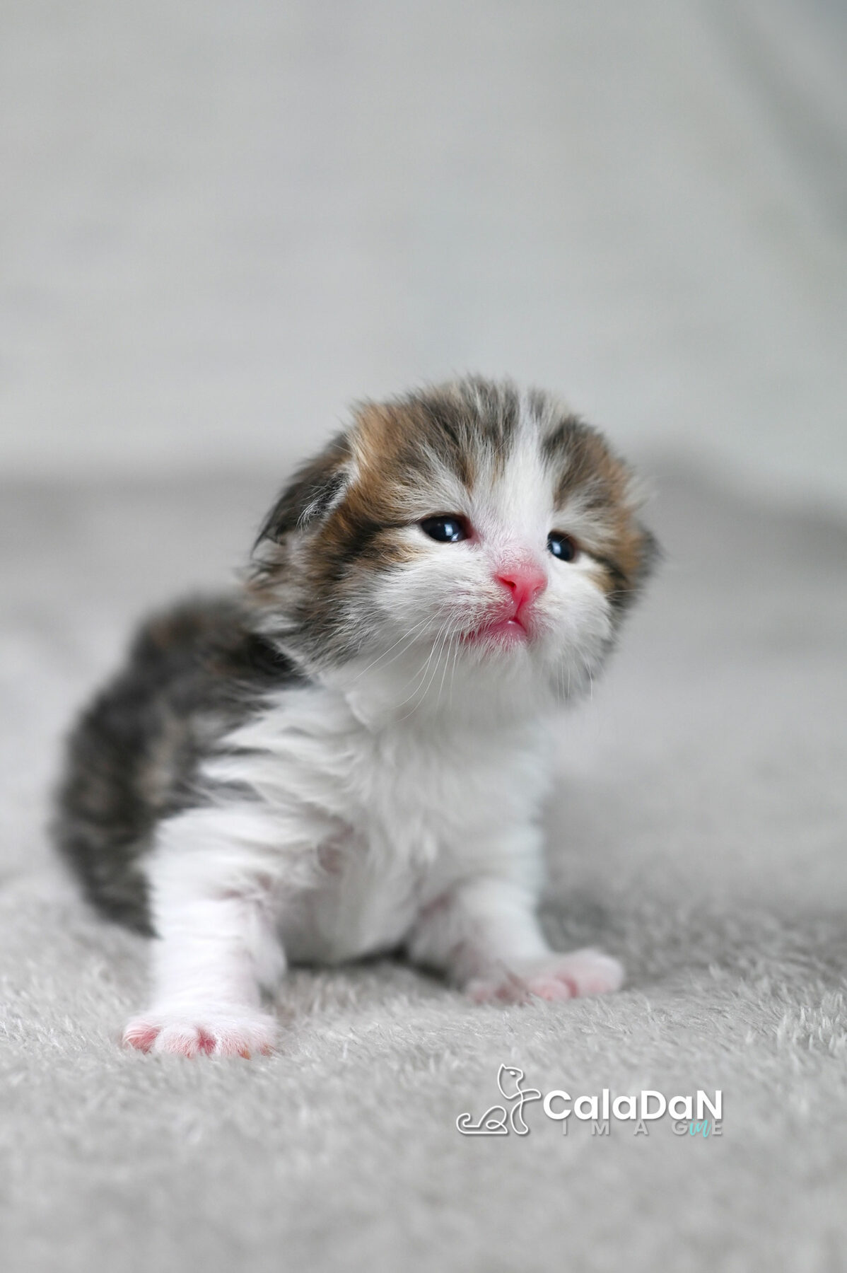chaton norvégien chat des forets norvégiennes CALADAN