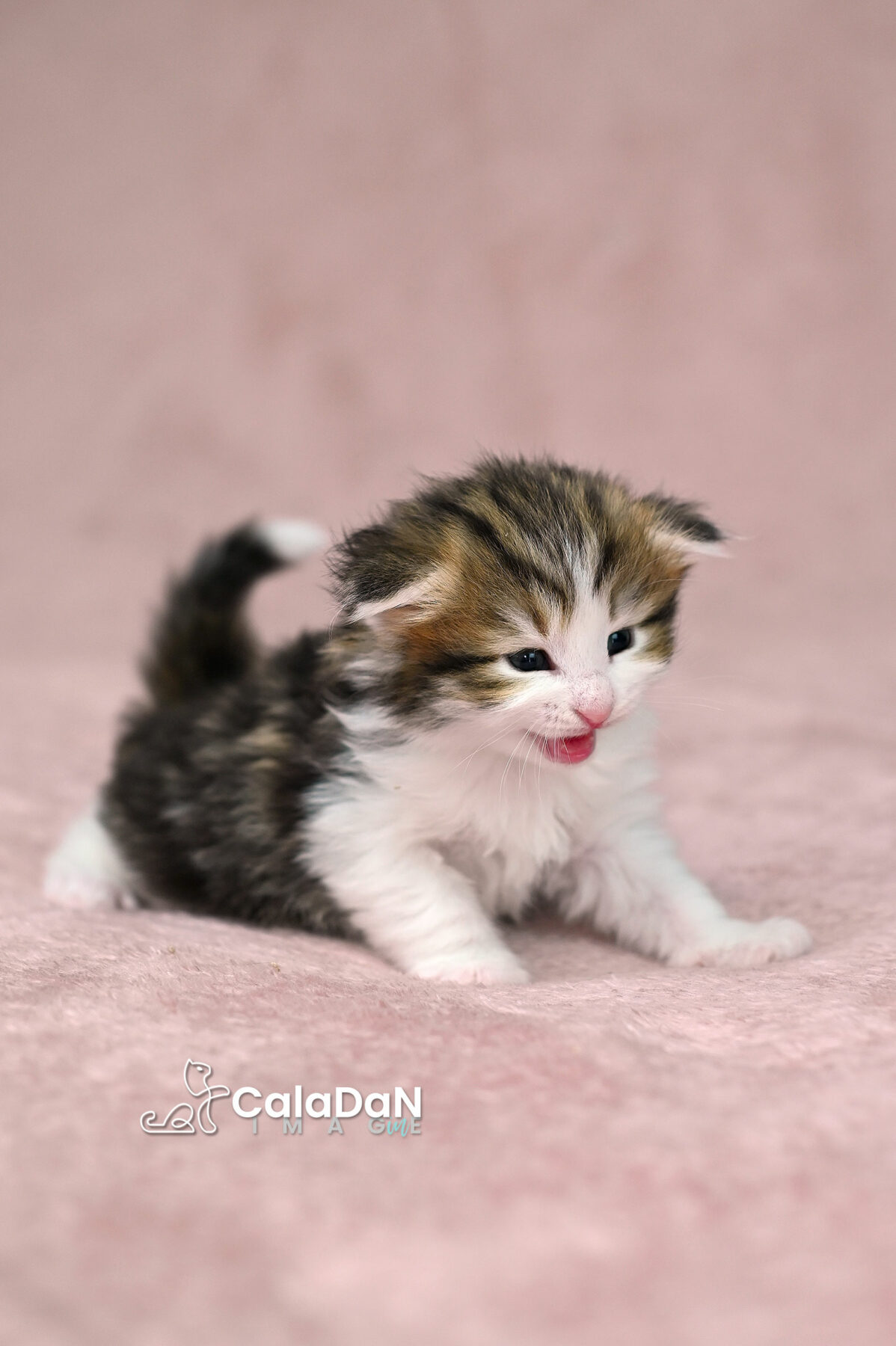 chaton norvégien chat des forets norvégiennes CALADAN