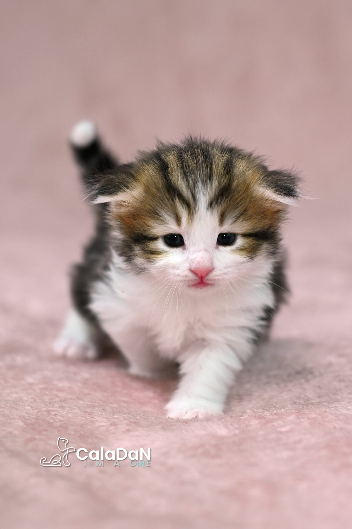 chaton norvégien chat des forets norvégiennes CALADAN