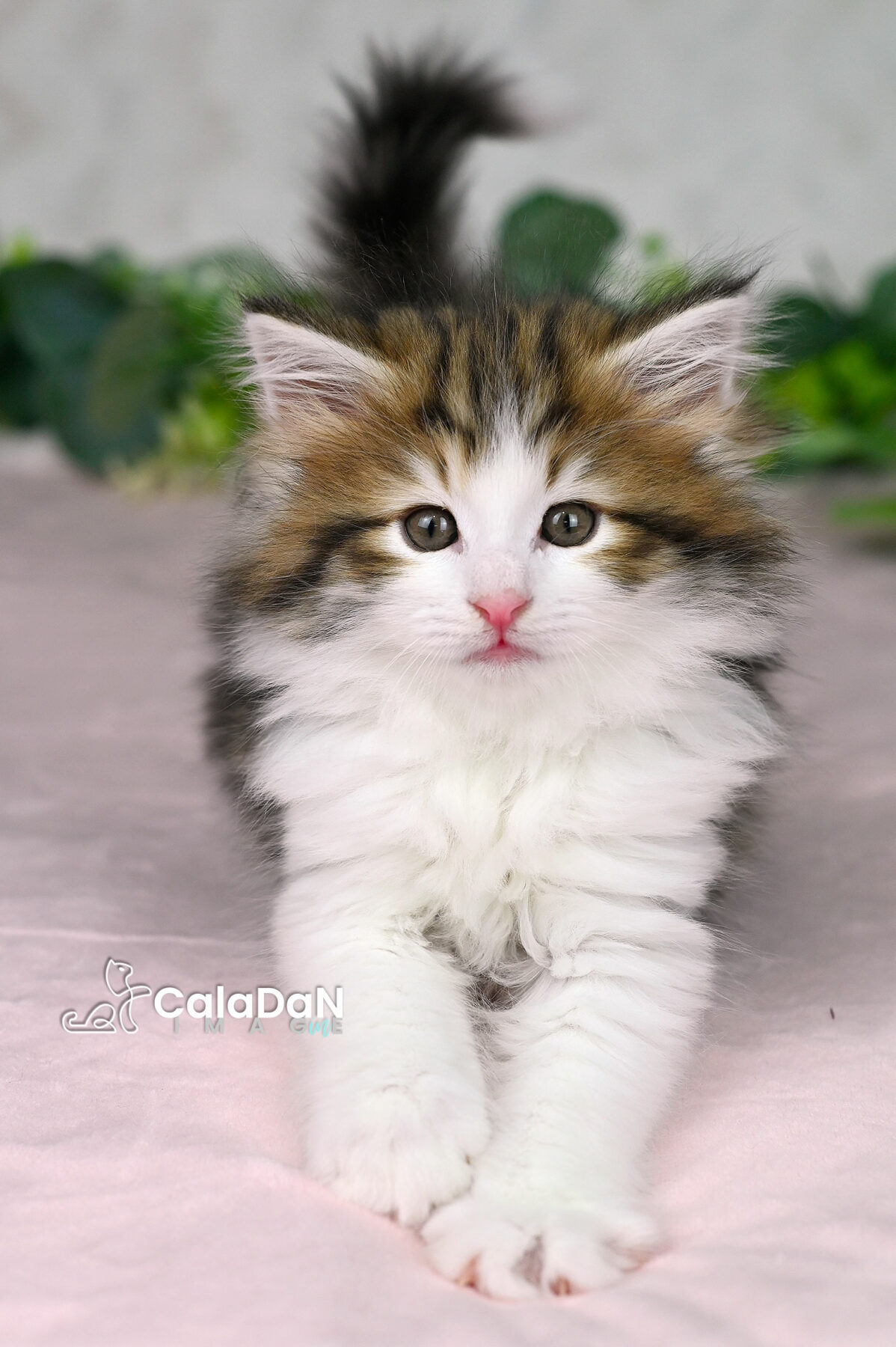chaton norvégien chat des forets norvégiennes CALADAN