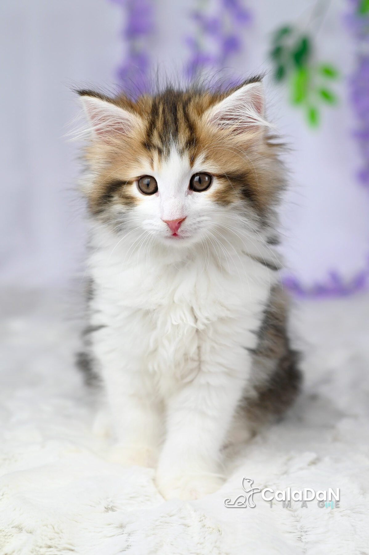 chaton norvégien chat des forets norvégiennes CALADAN