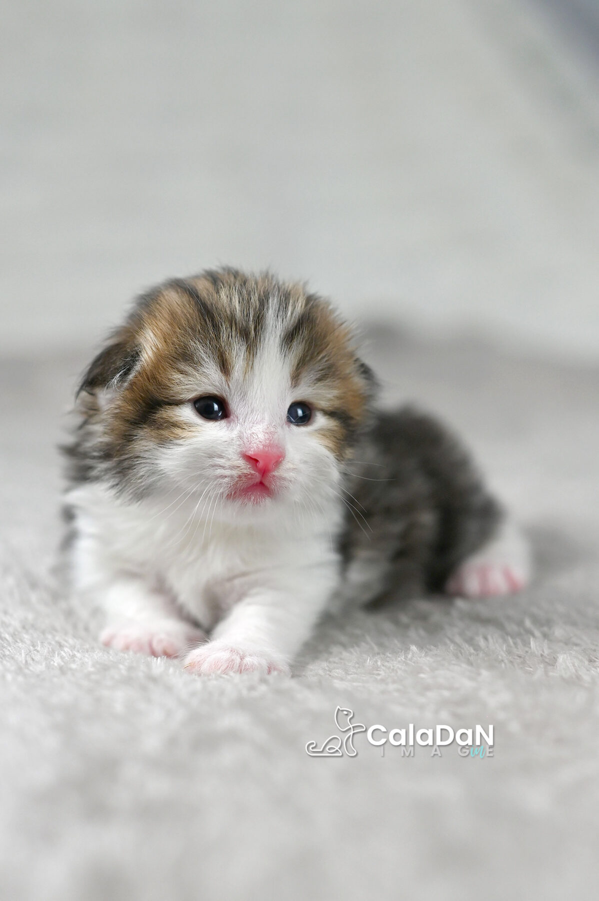 chaton norvégien chat des forets norvégiennes CALADAN