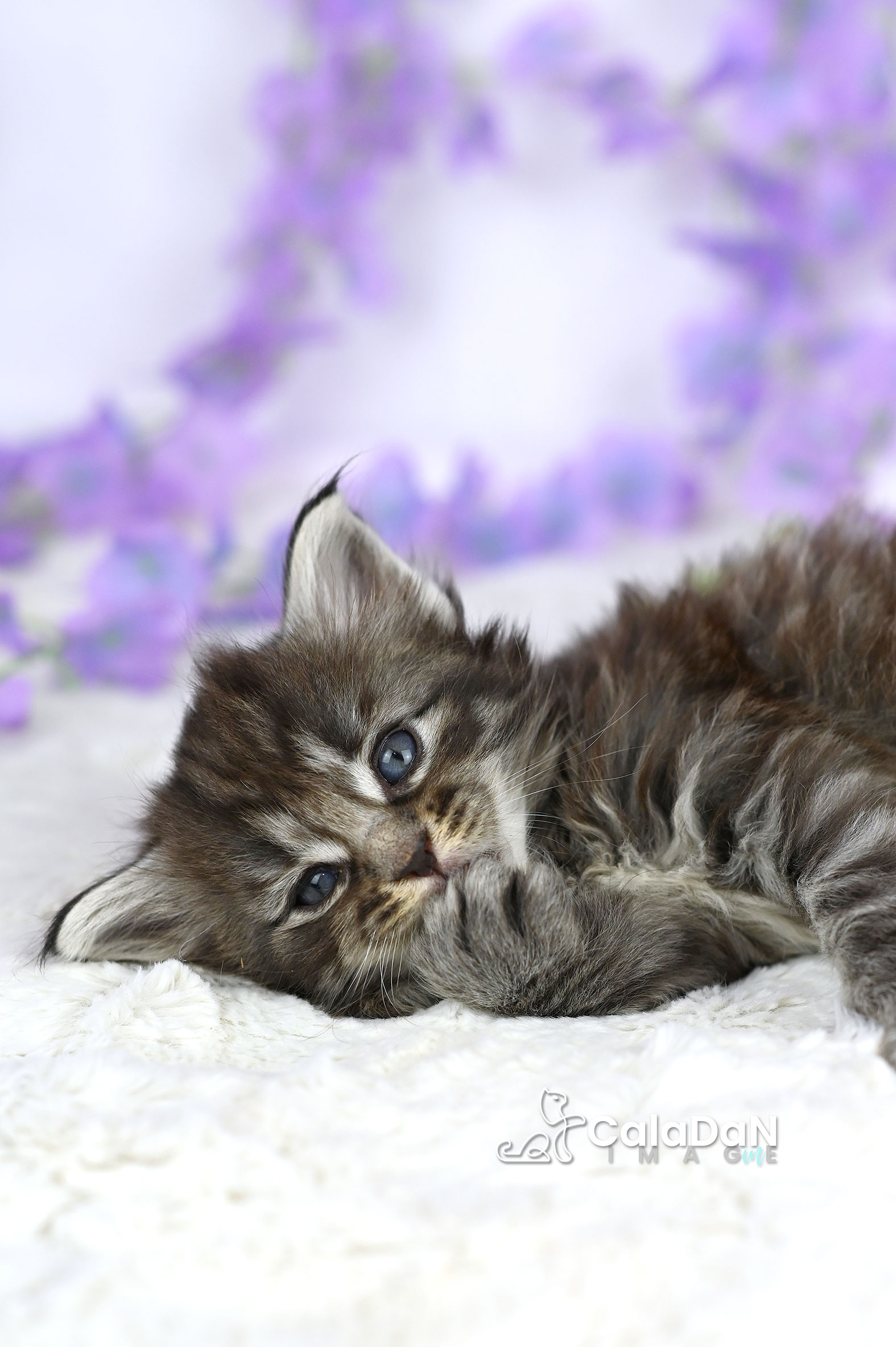 chaton norvégien CalaDaN