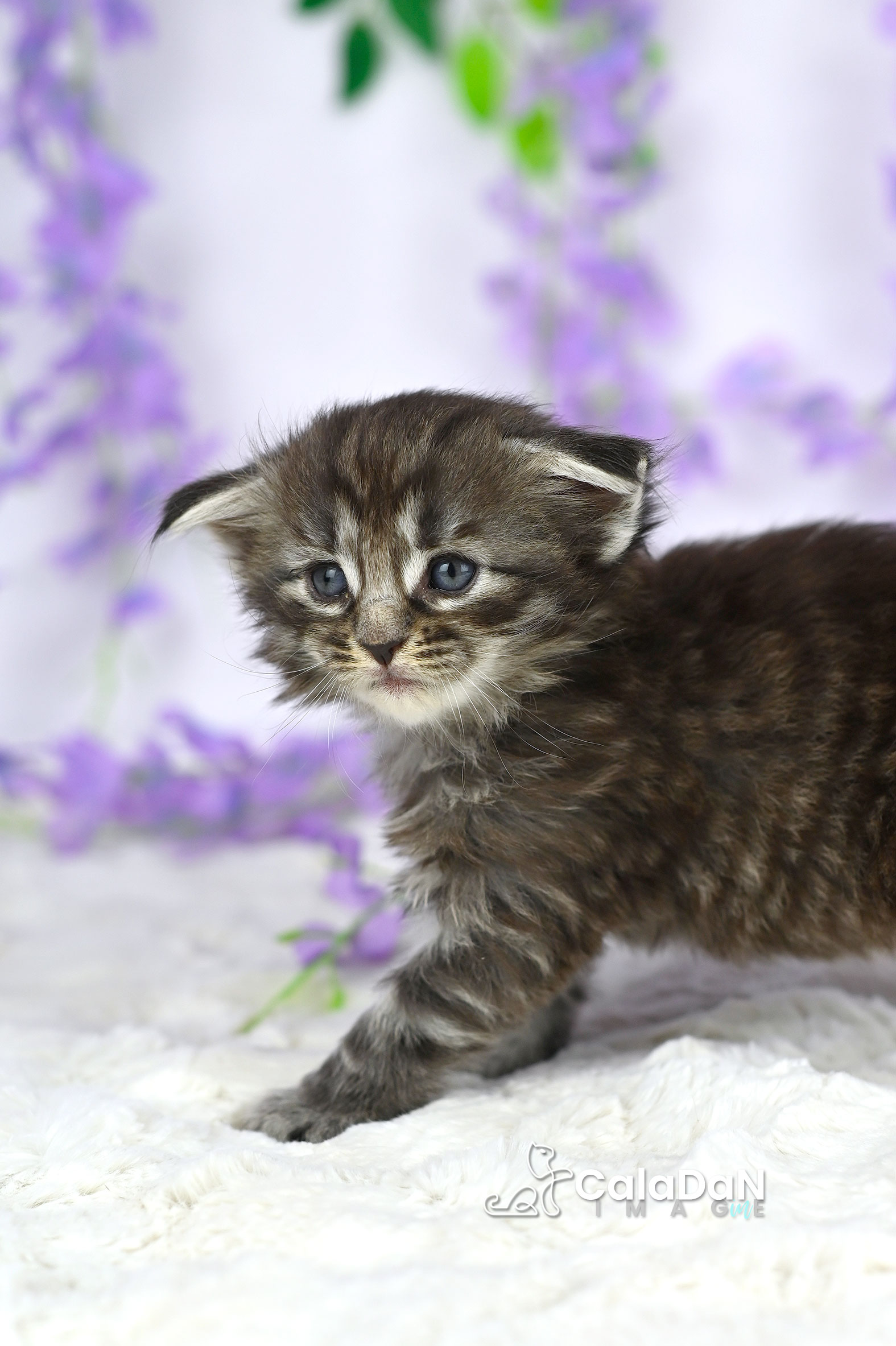 chaton norvégien CalaDaN