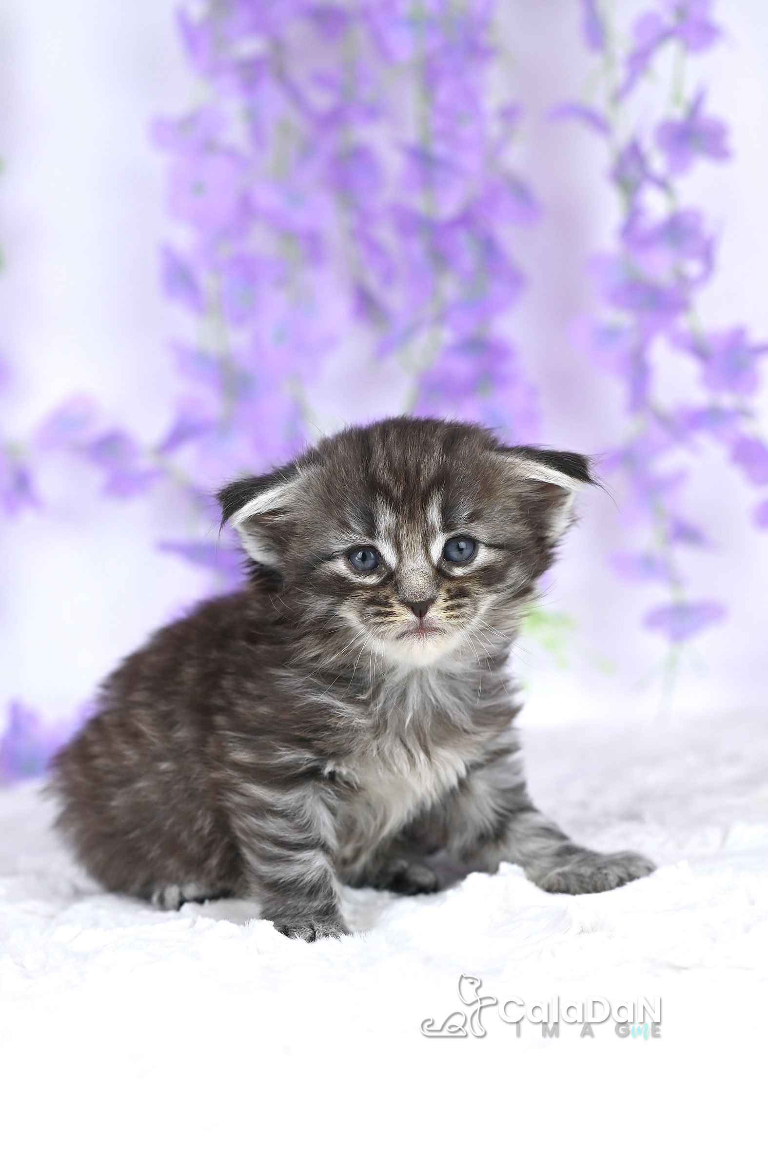 chaton norvégien CalaDaN
