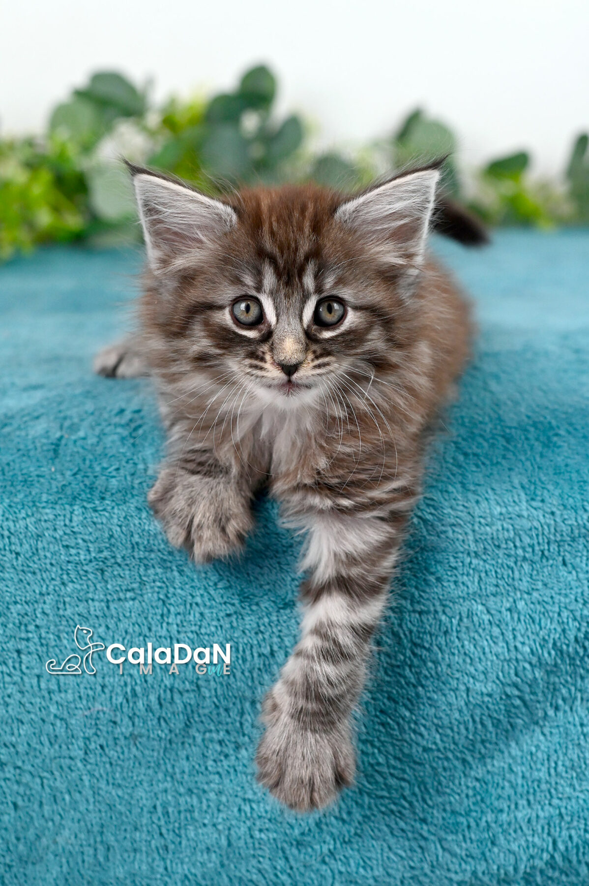 chaton norvégien caladan