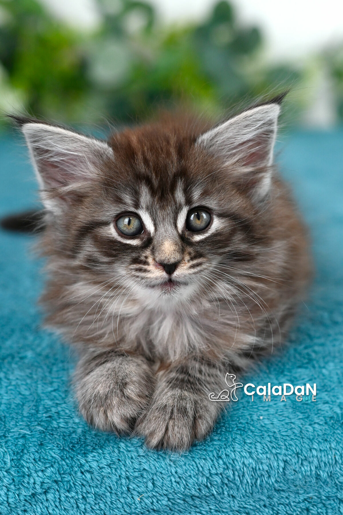 chaton norvégien caladan