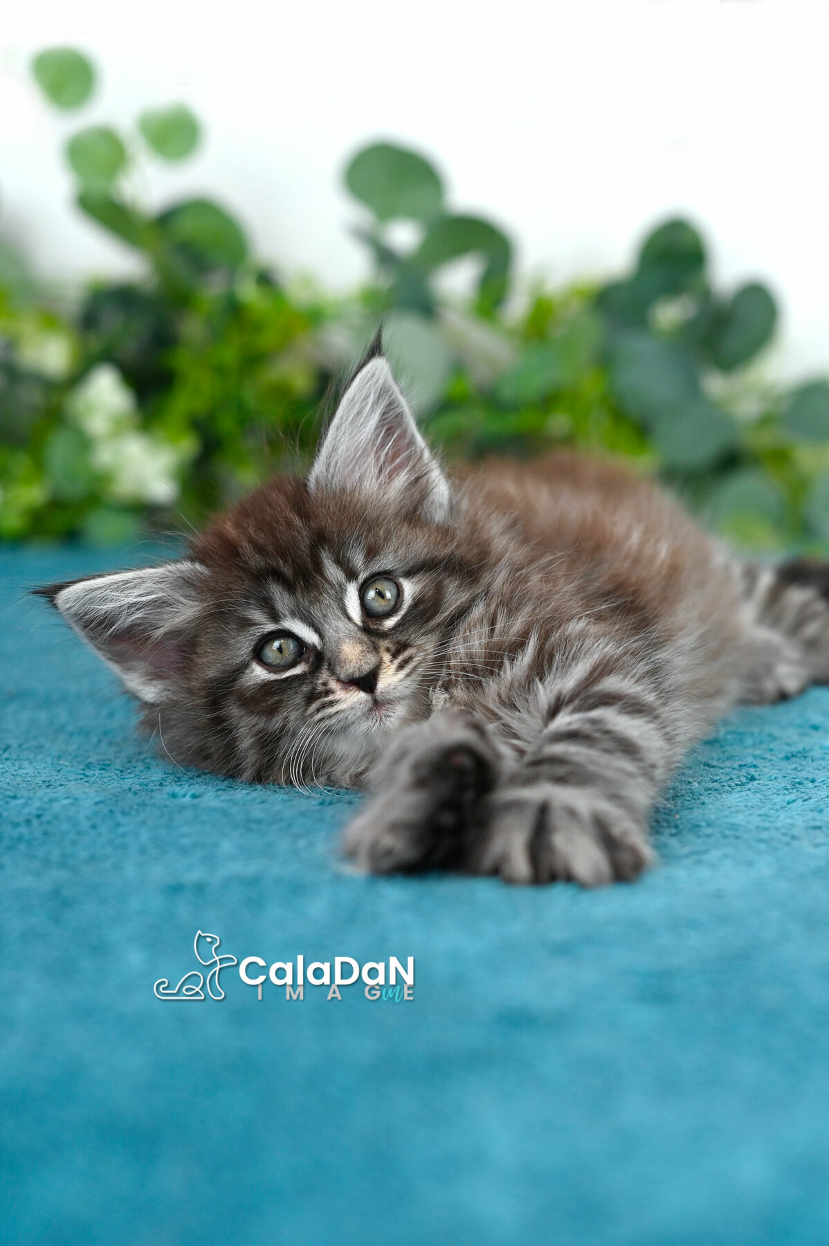 chaton norvégien caladan