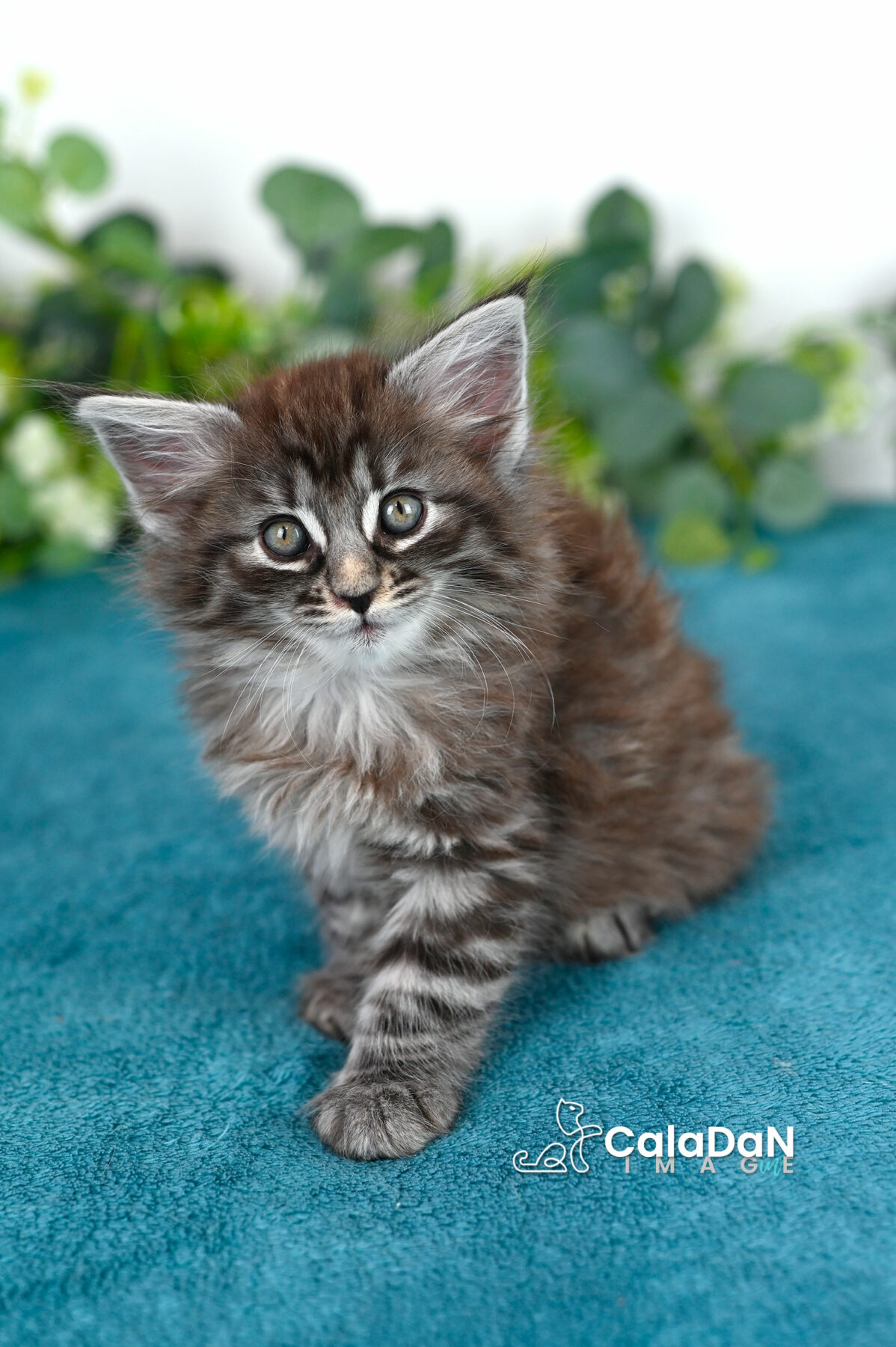 chaton norvégien caladan