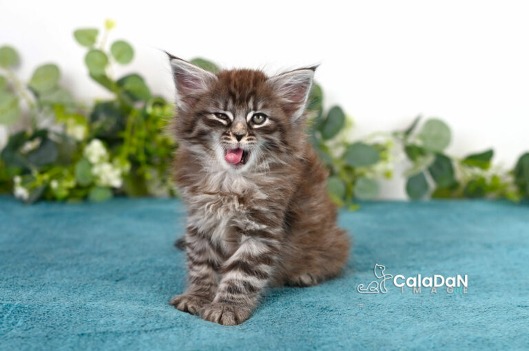 Home chatons norvégien calaDaN