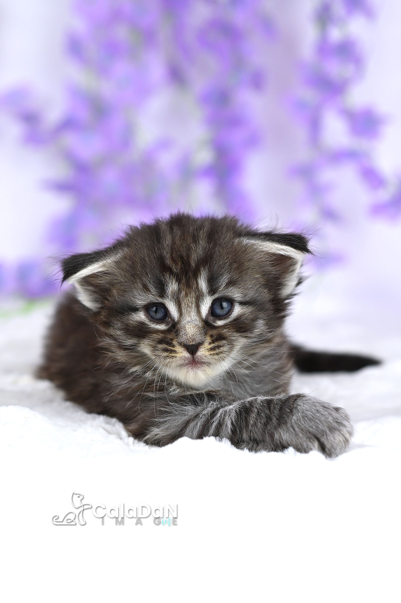 chaton norvégien CalaDaN
