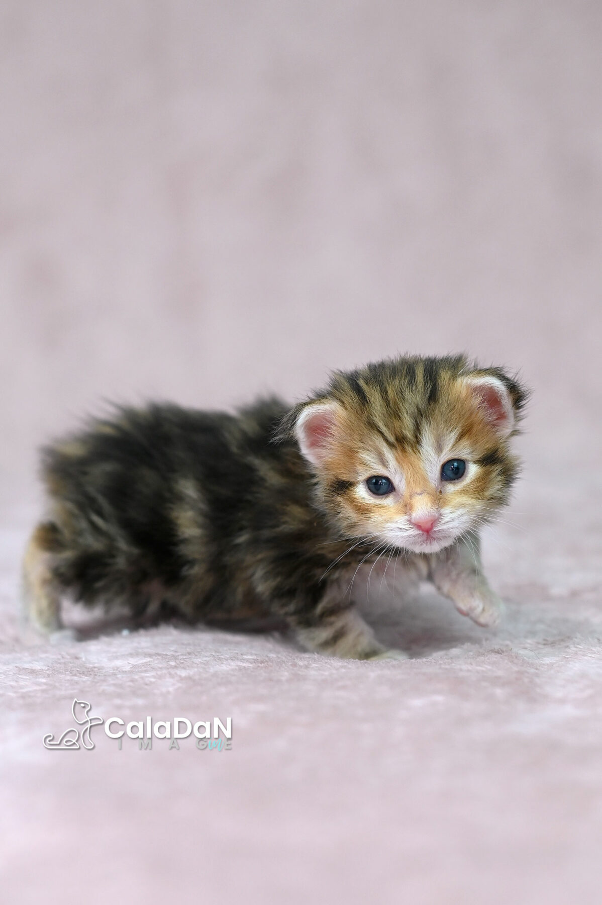 chaton norvégien chat des forets norvégiennes CALADAN