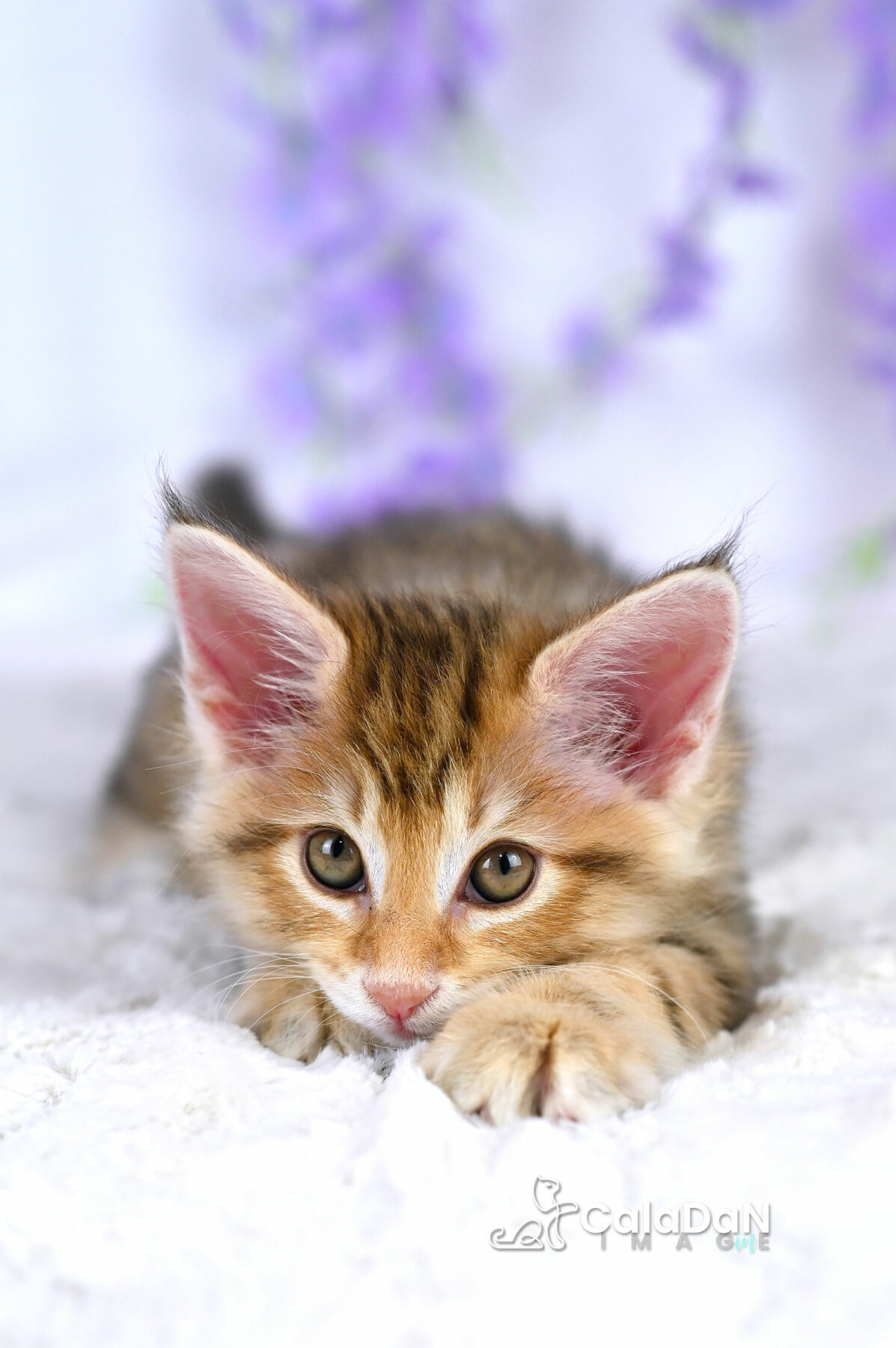 chaton norvégien chat des forets norvégiennes CALADAN