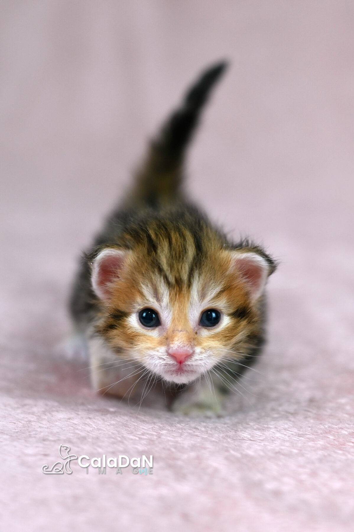 chaton norvégien chat des forets norvégiennes CALADAN