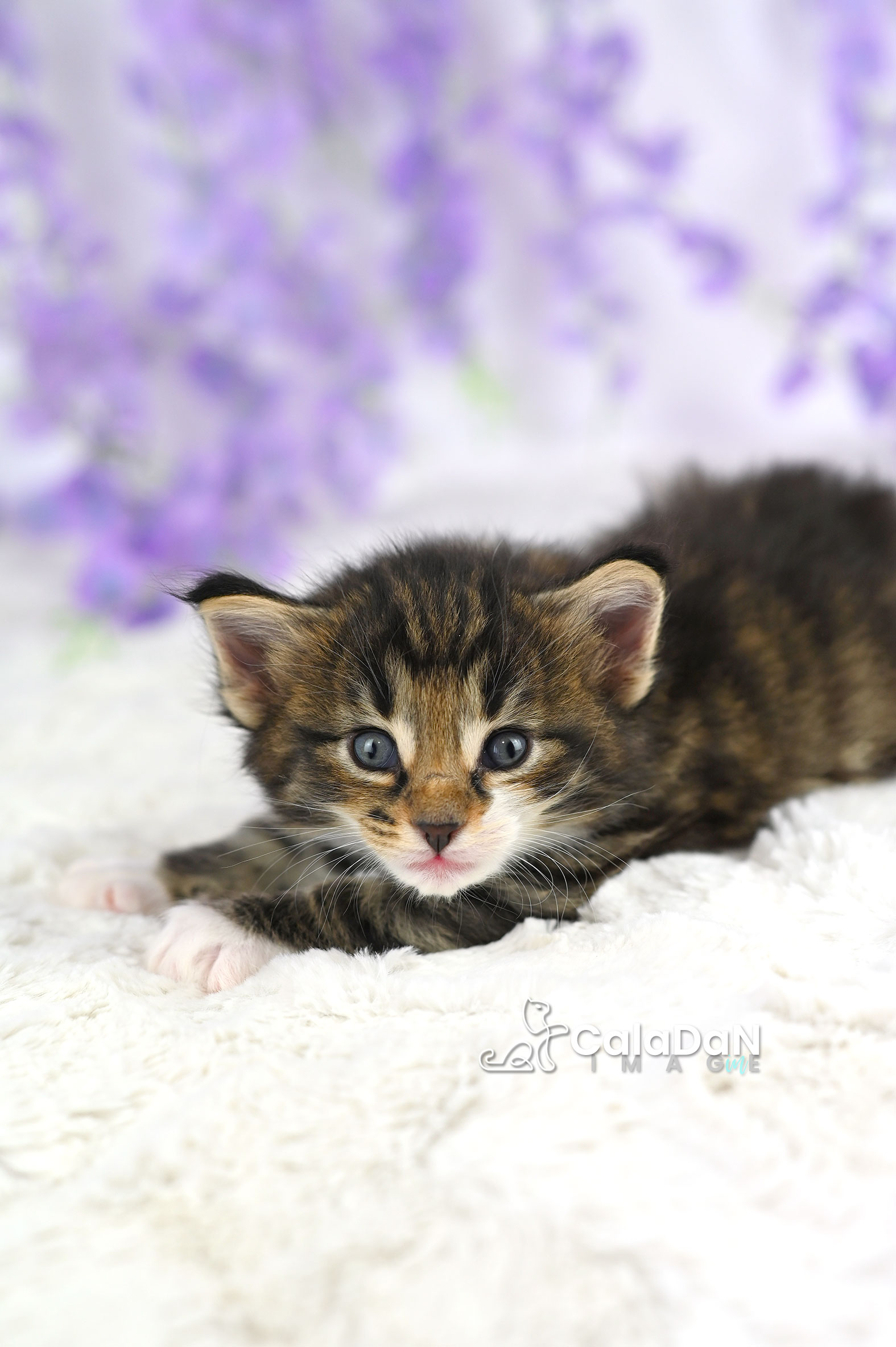 chaton norvégien caladan