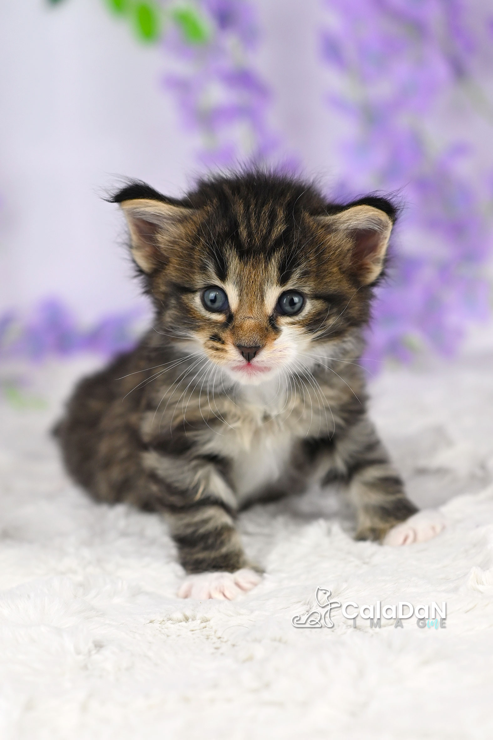chaton norvégien caladan