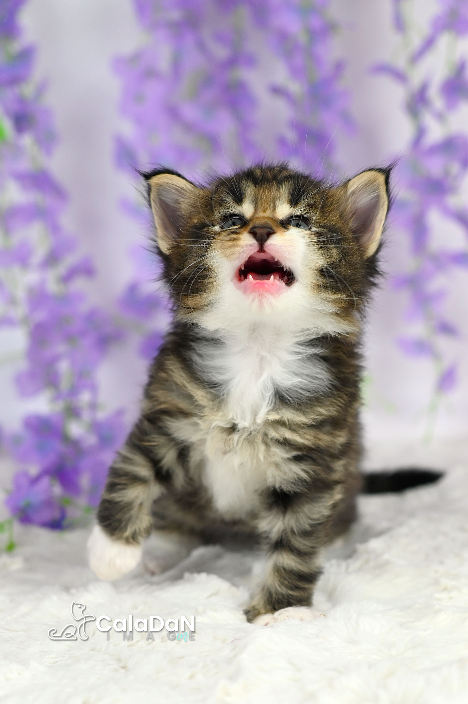 chaton norvégien caladan