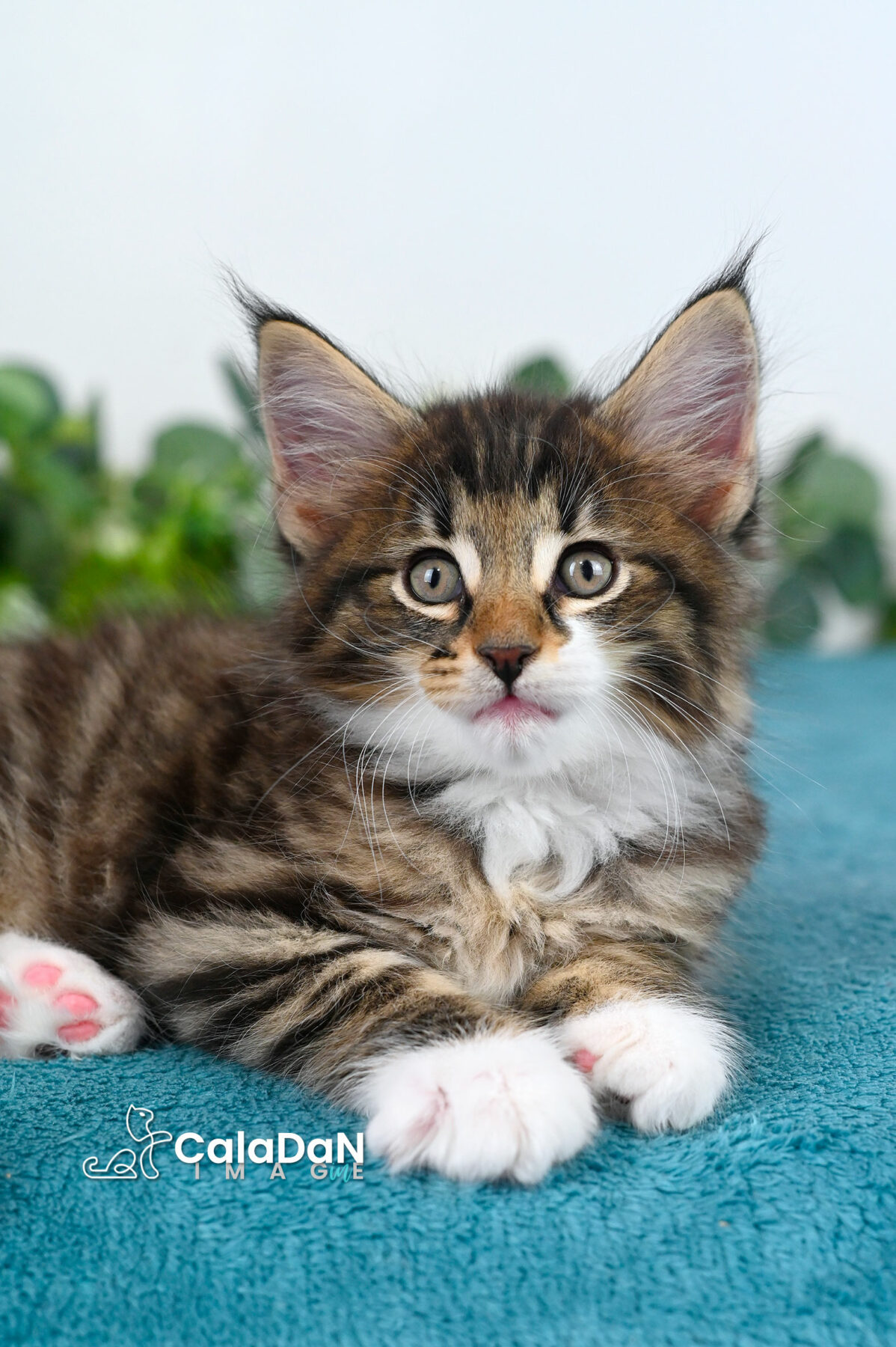 chaton norvégien caladan