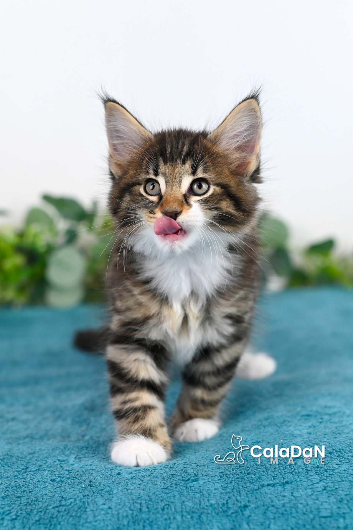 chaton norvégien caladan